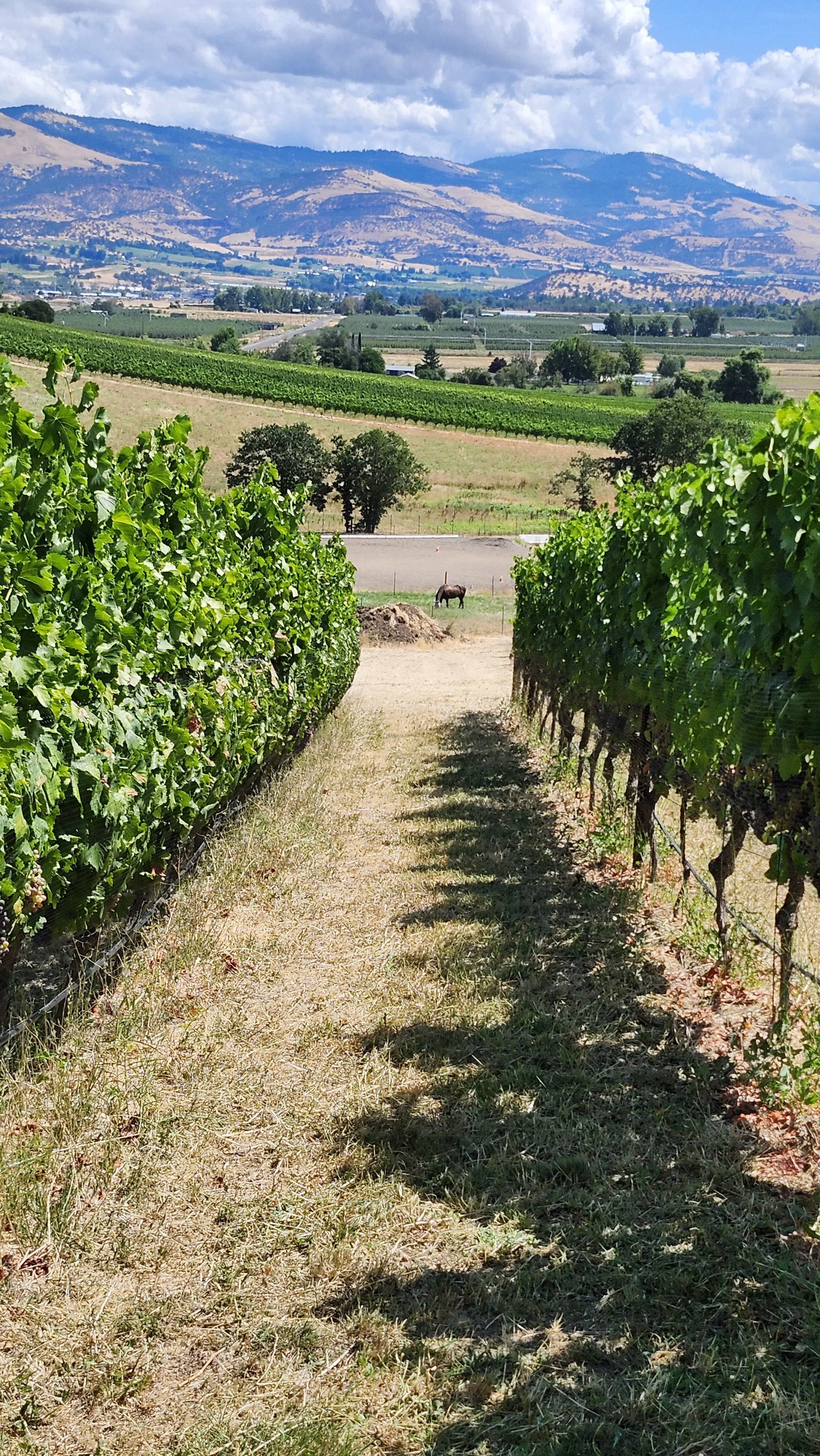 Vineyard with green grapevines on either side and a dirt path in the middle leading to distant hills under a cloudy sky.