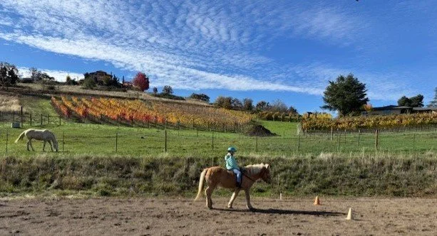 A person riding a horse on a riding track with a fenced hillside vineyard and trees in the background under a partly cloudy sky.