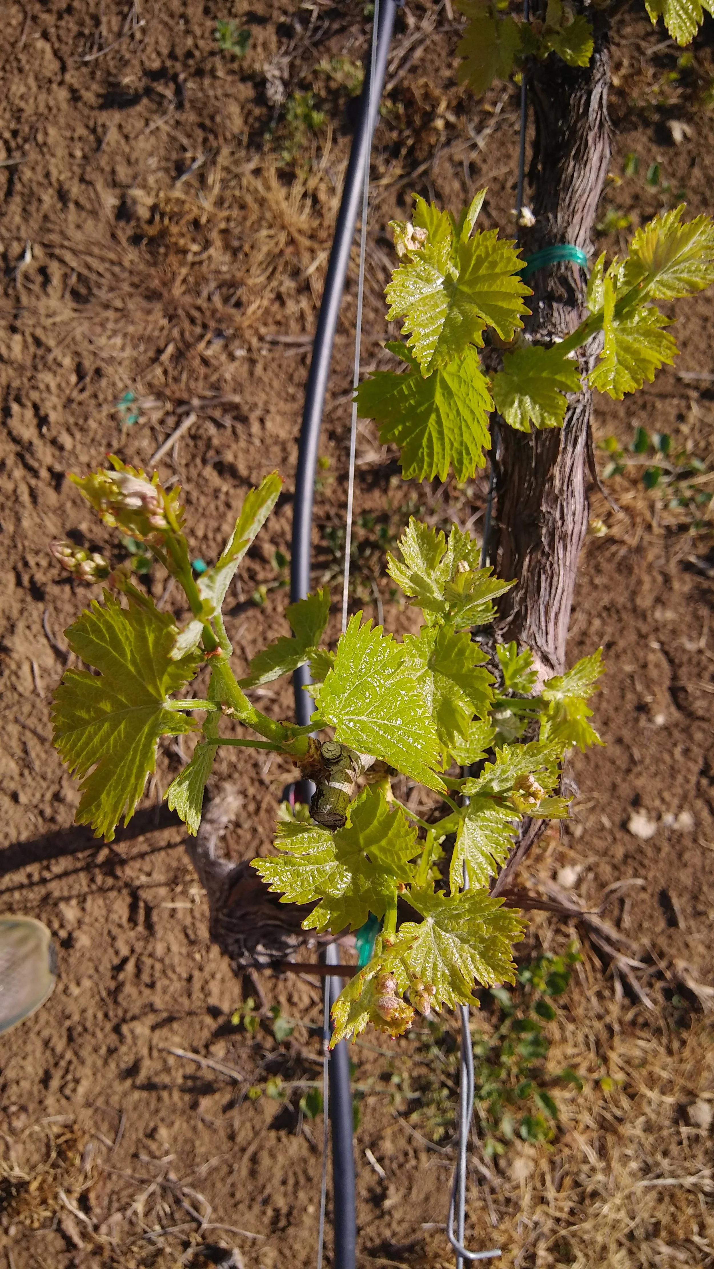Close-up of grapevine plant with green leaves supported by a wire trellis in a vineyard.