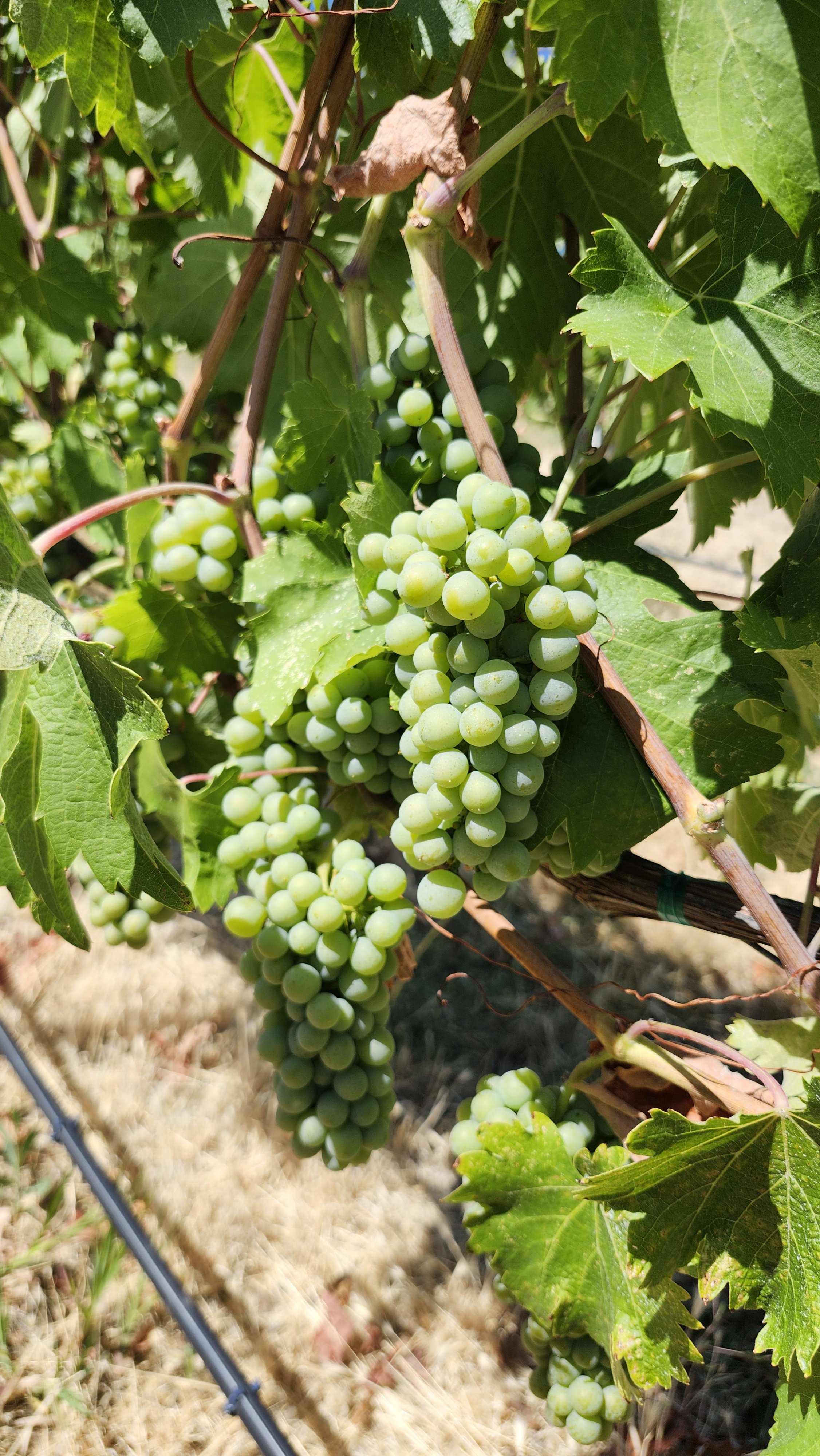 Clusters of green grapes hanging on vines surrounded by green leaves in a vineyard.