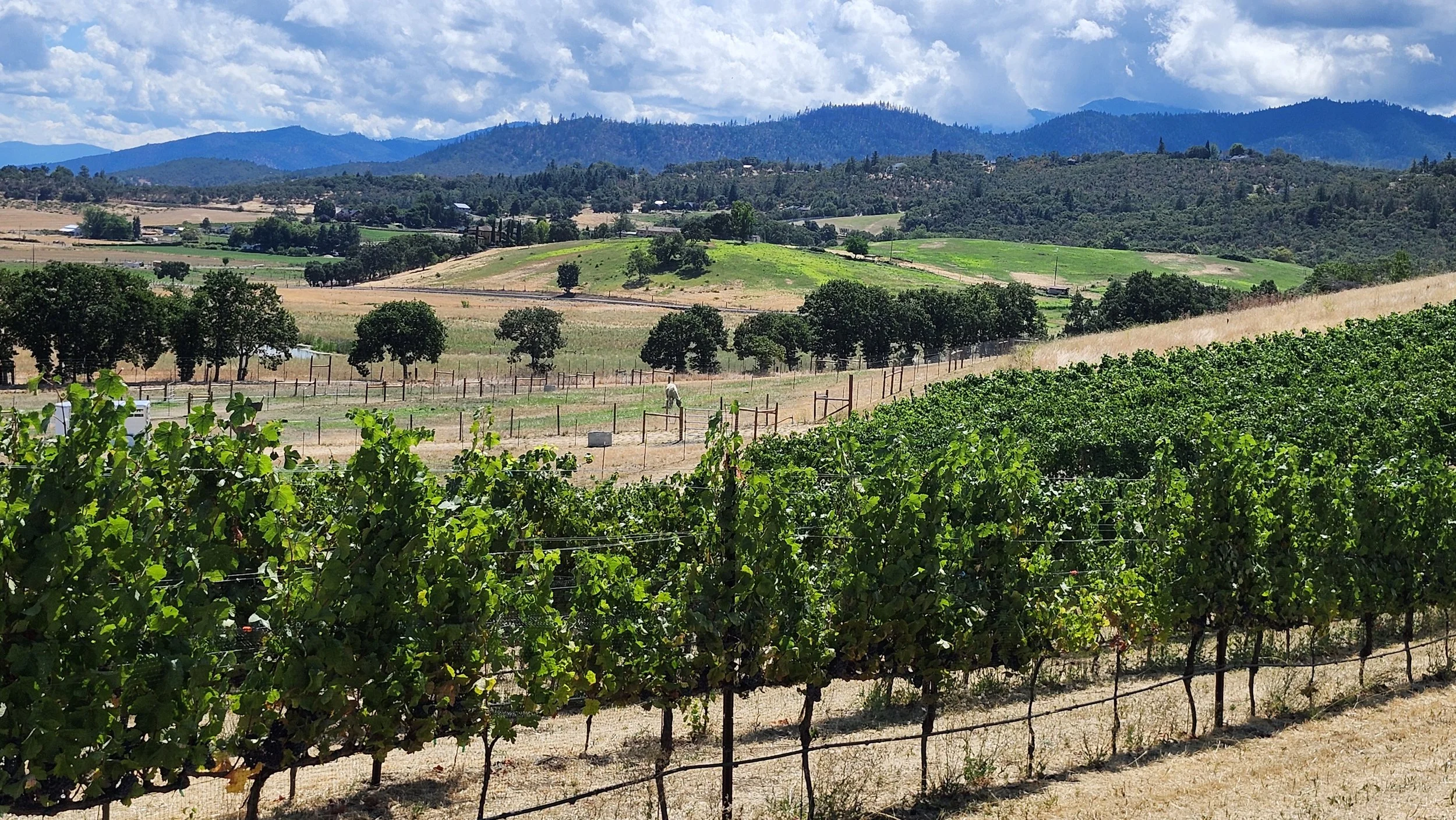 Vineyard in a rural landscape with rolling hills, green fields, trees, and mountains in the background under a partly cloudy sky.