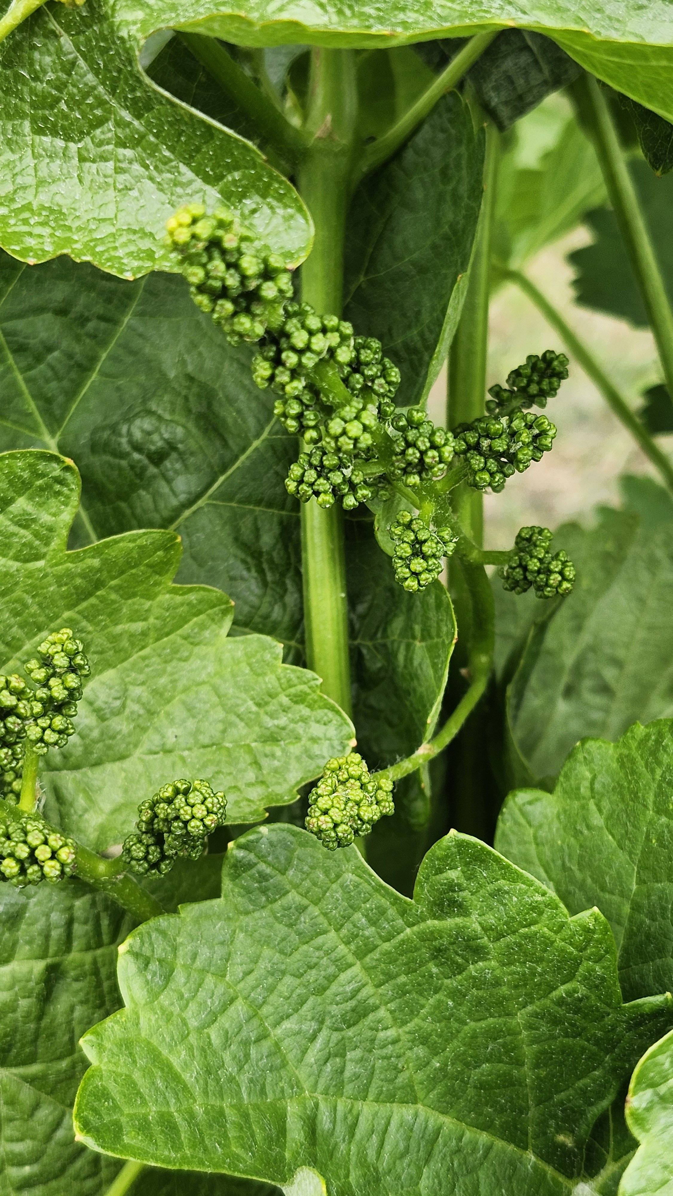 Close-up of green grape cluster growing among large green leaves.