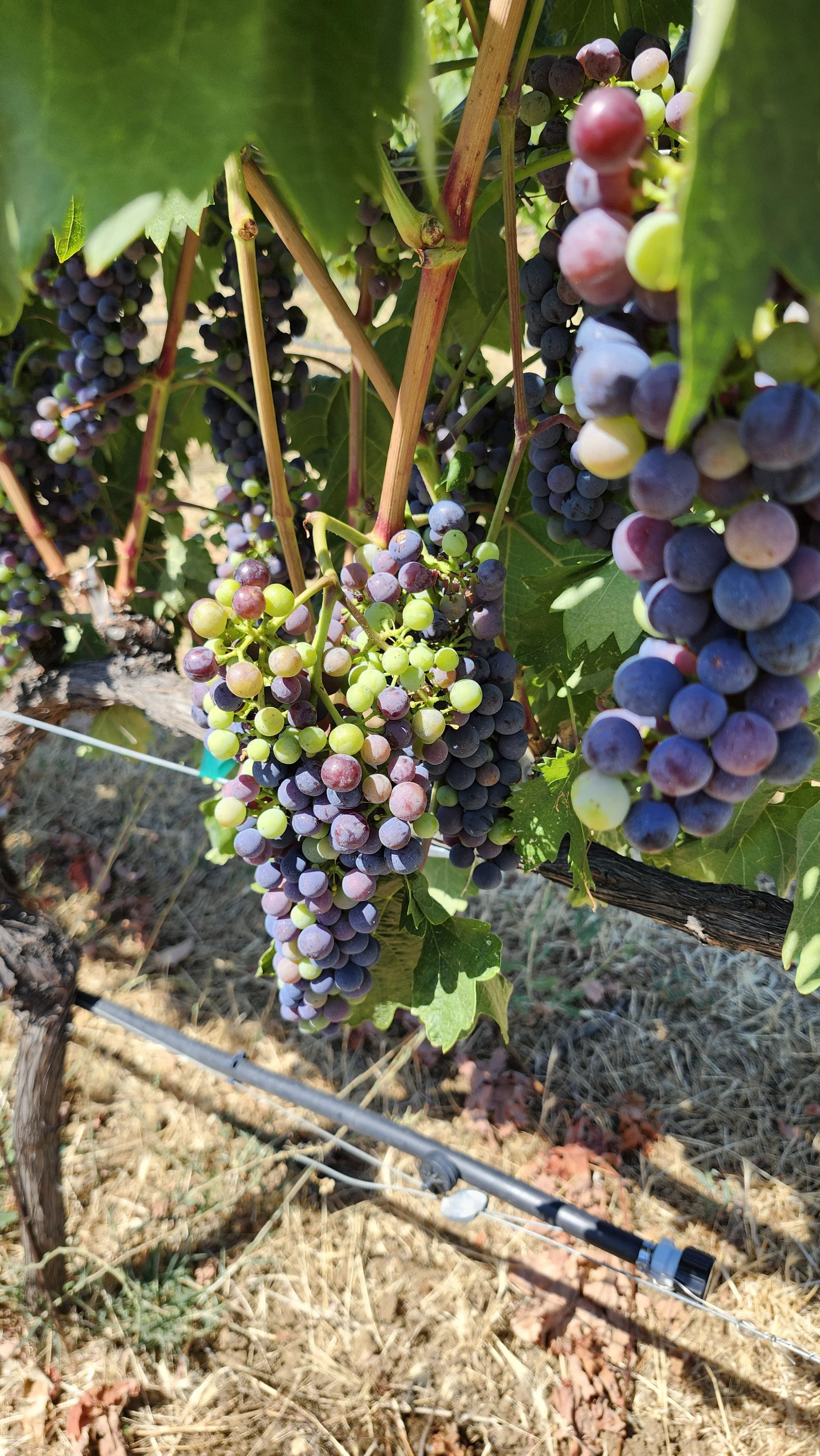 Close-up of grape clusters hanging on a vine in a vineyard, with a drip irrigation system at the ground.