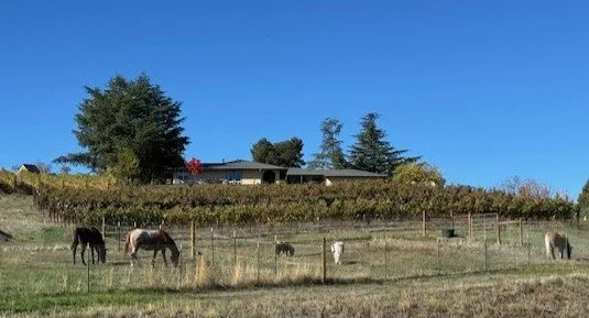 Horses grazing in a fenced pasture with a house and trees in the background under a clear blue sky.