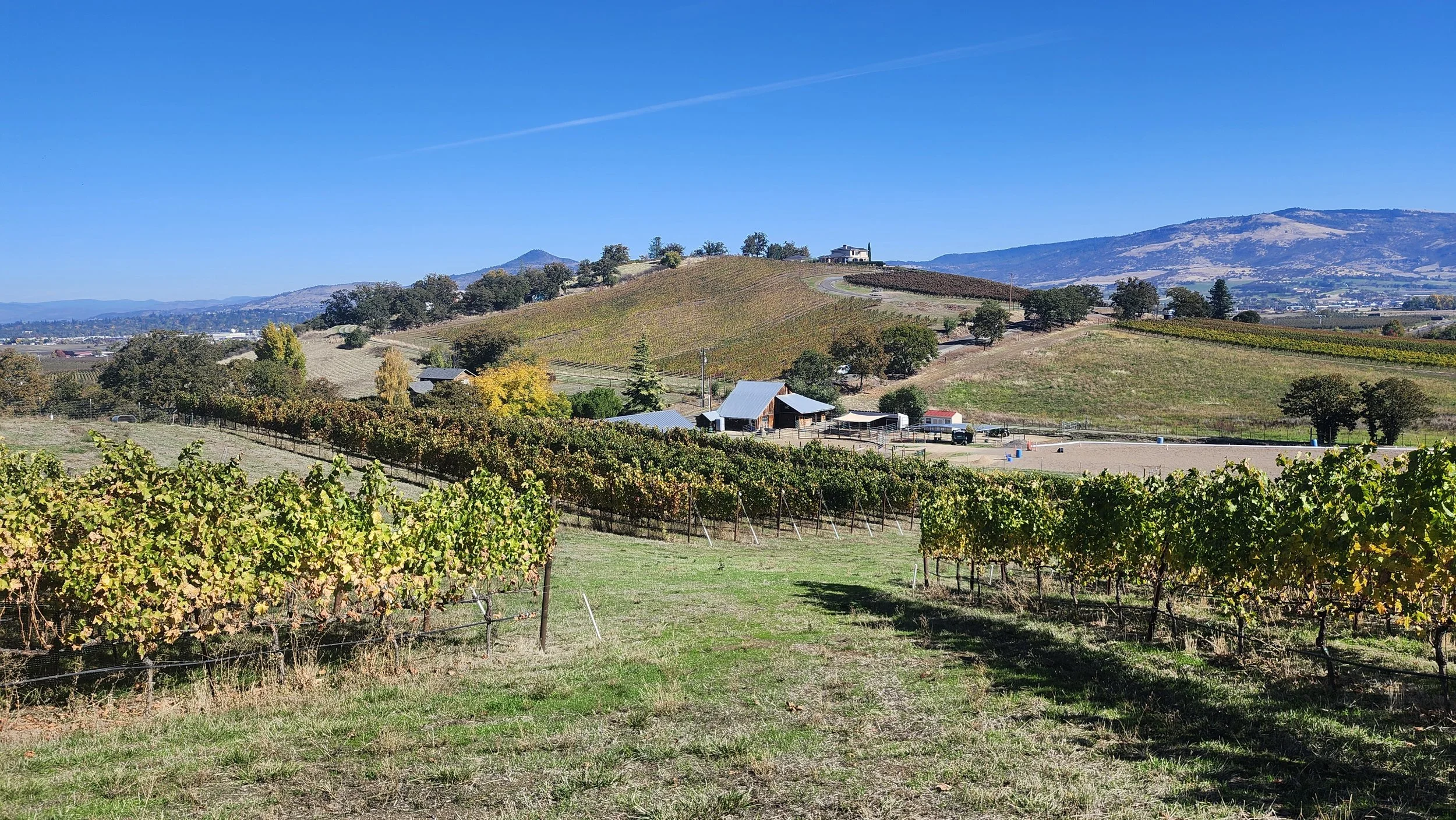 Vineyard on rolling hills with a few farm buildings under a clear blue sky.