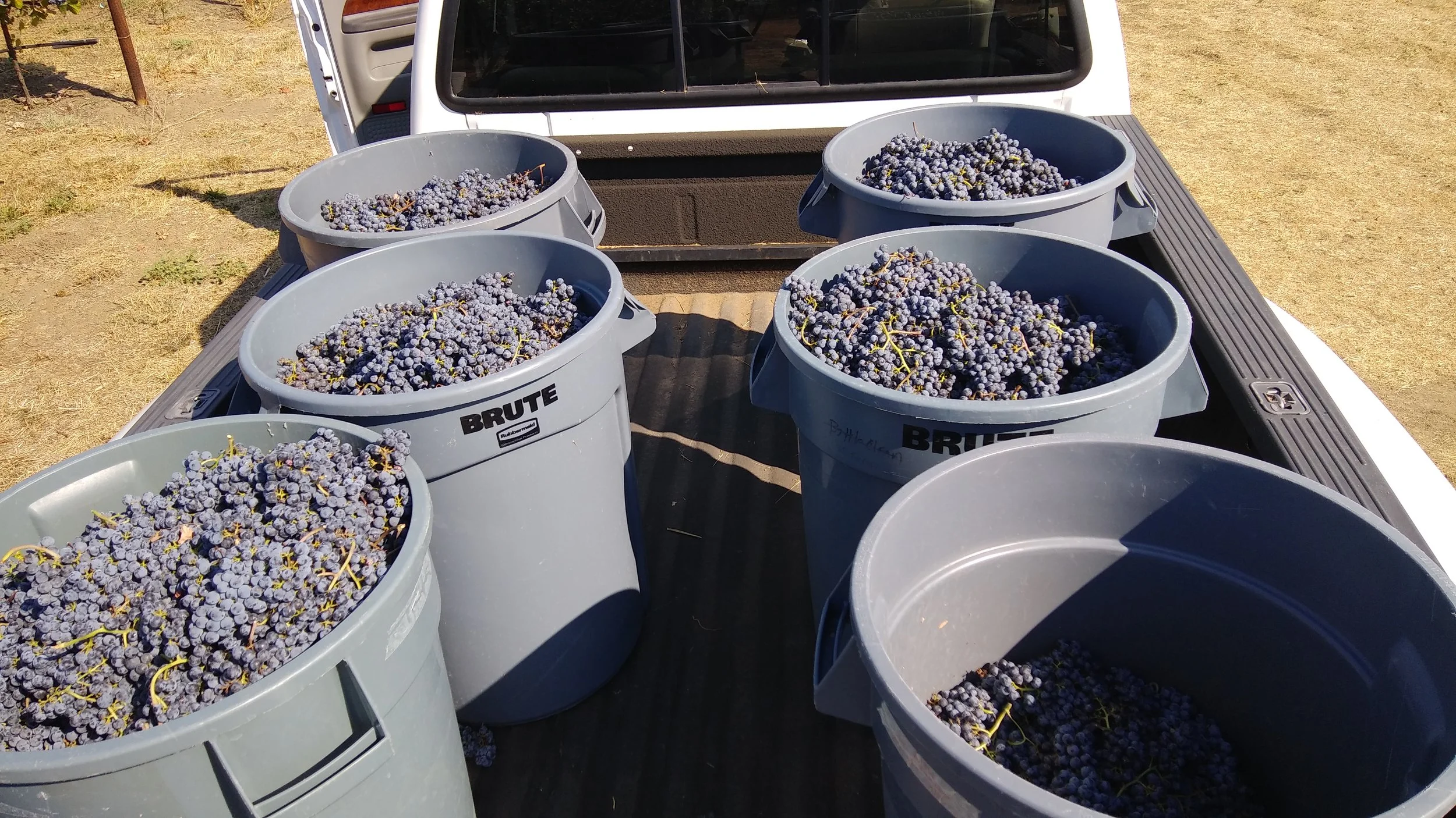 Multiple gray buckets filled with freshly harvested dark purple grapes in the back of a vehicle, outdoors on dry grass.