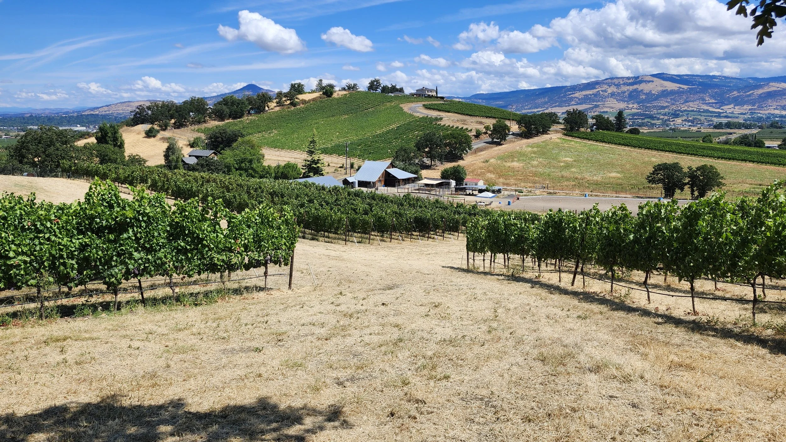 Tesoro Equine and Vine Vineyard and Horsemanship Facility