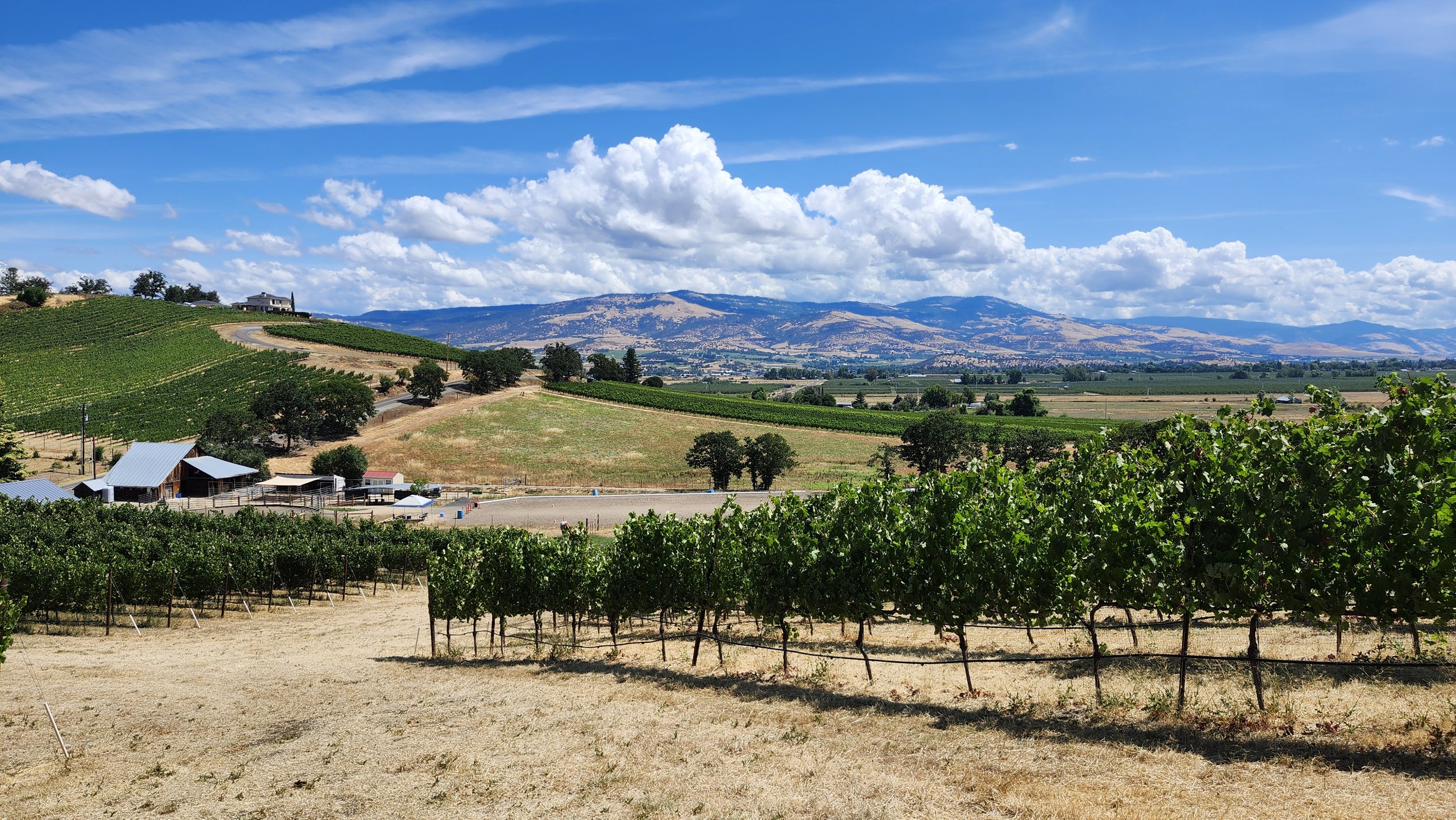 A scenic view of a vineyard with rolling hills and mountains under a partly cloudy blue sky.