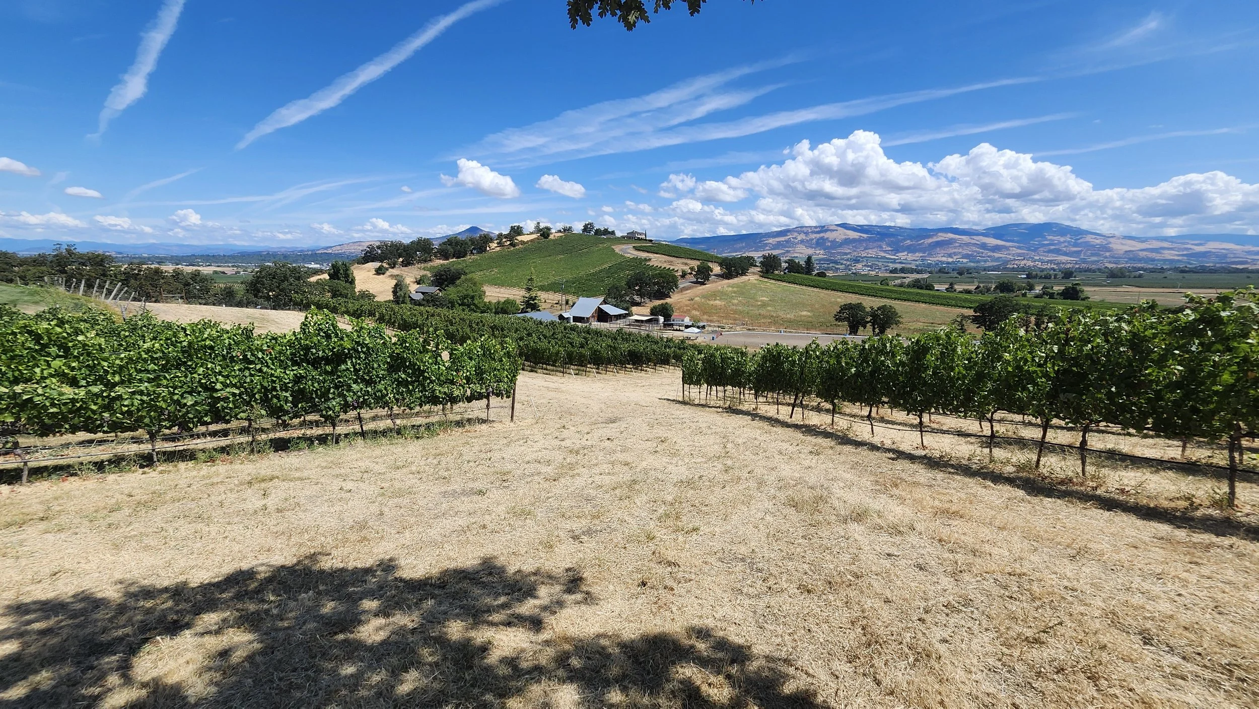 A scenic vineyard landscape with rows of grapevines, green rolling hills, farm buildings, and a mountain range in the distance under a partly cloudy blue sky.