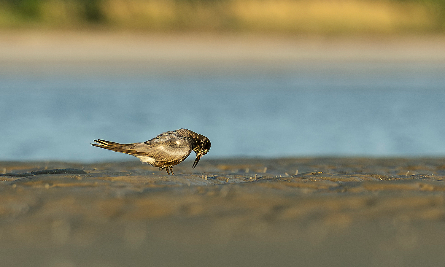 Black Tern migrating through Hilton Head Island