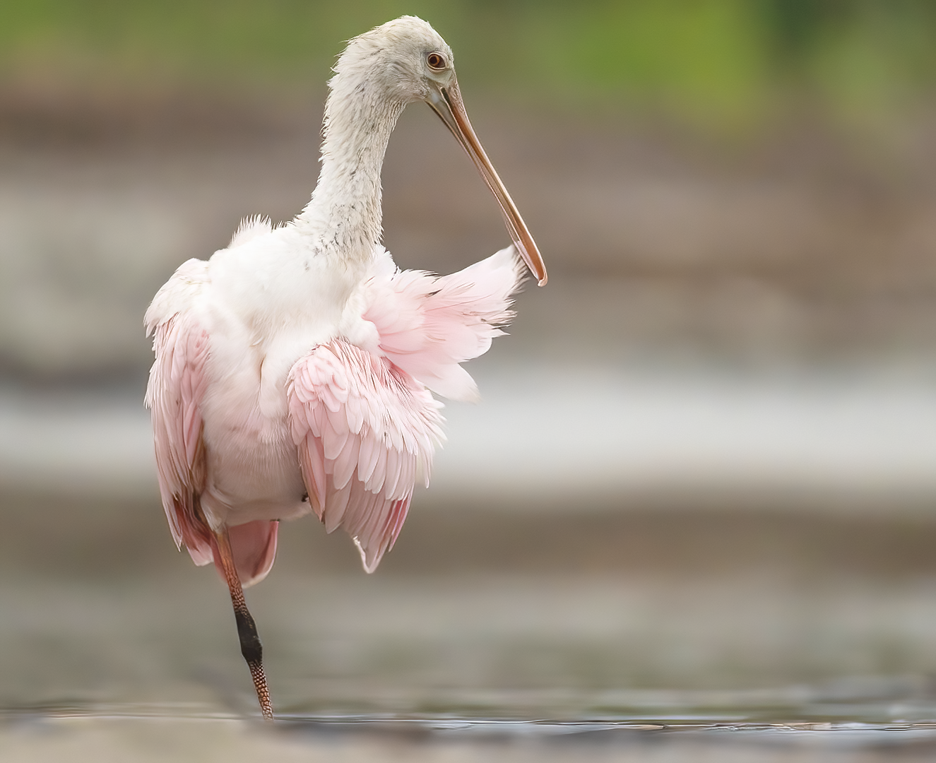 Roseate Spoonbill