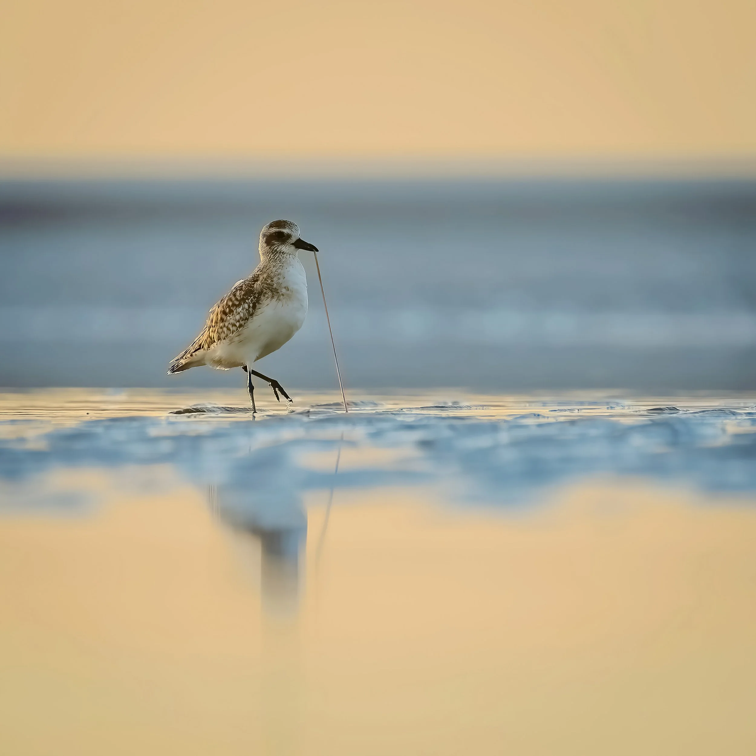 Black-bellied Plover Pulling a Marine Worm out of the Mud on Hilton Head Island