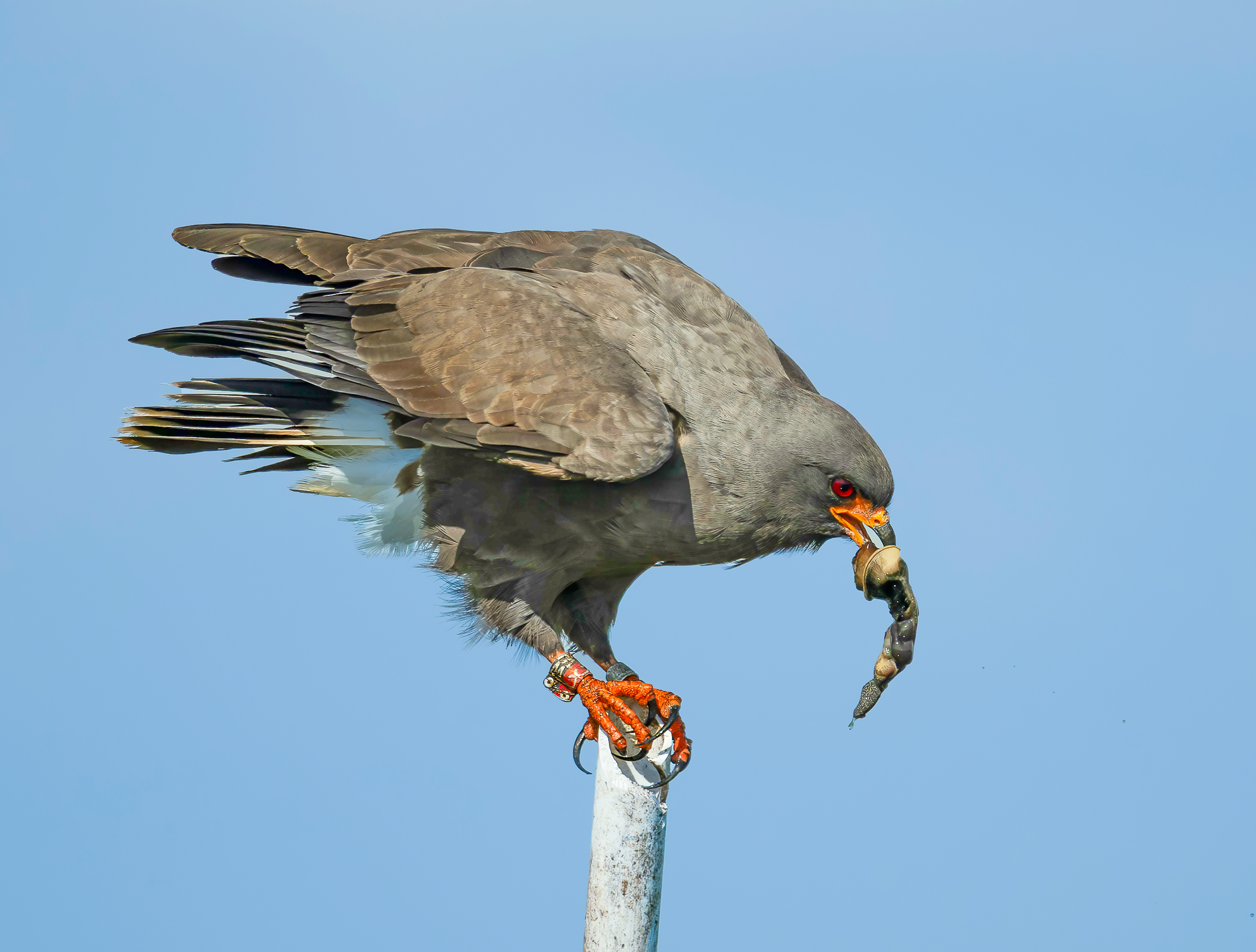 Snail Kite with Apple Snail Lake Kissimmee Florida