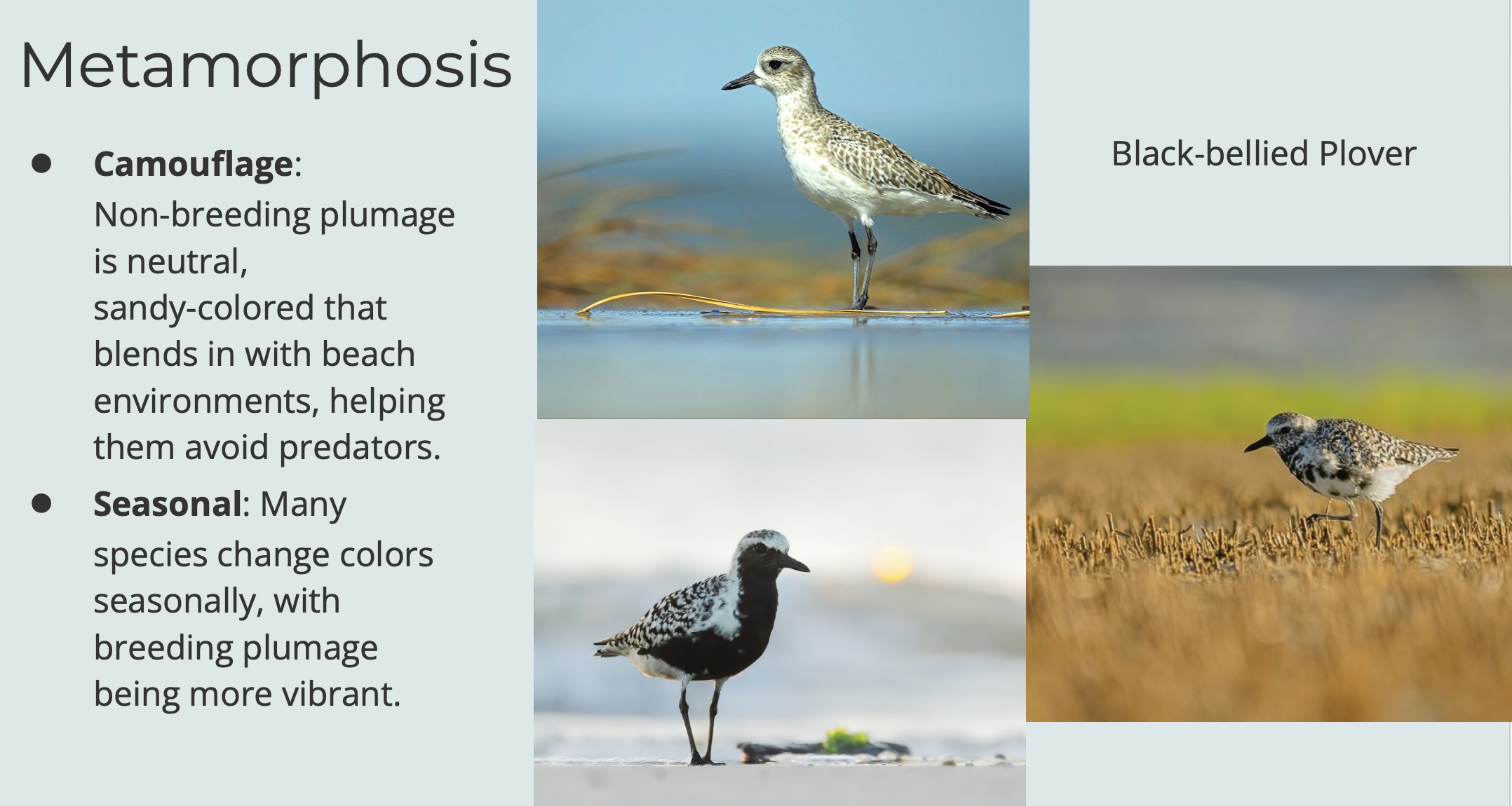 Black-bellied Plover Images of Different Breeding Plumage on Hilton Head