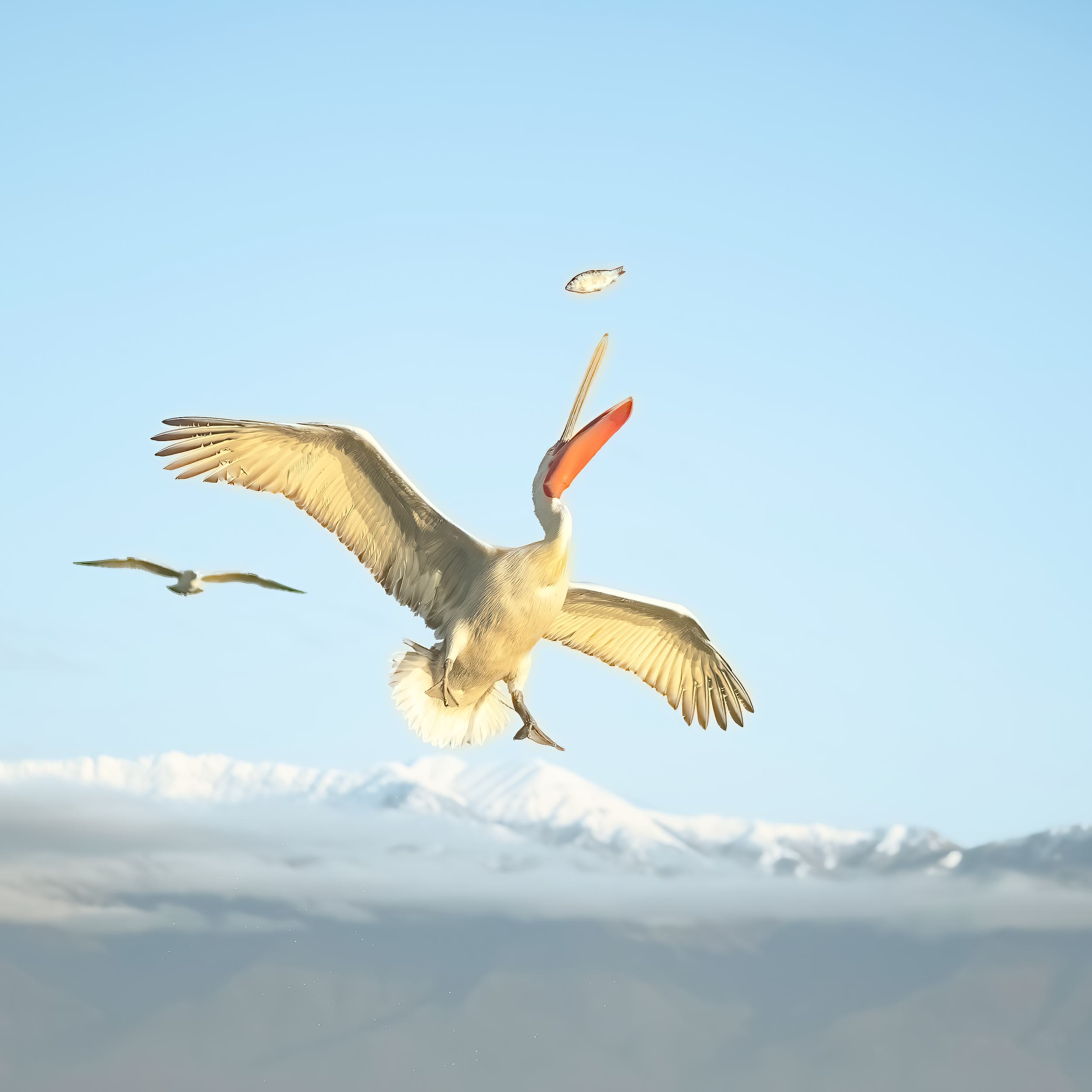 Lake Kerkini Dalmatian Pelican in Flight Catching a Fish