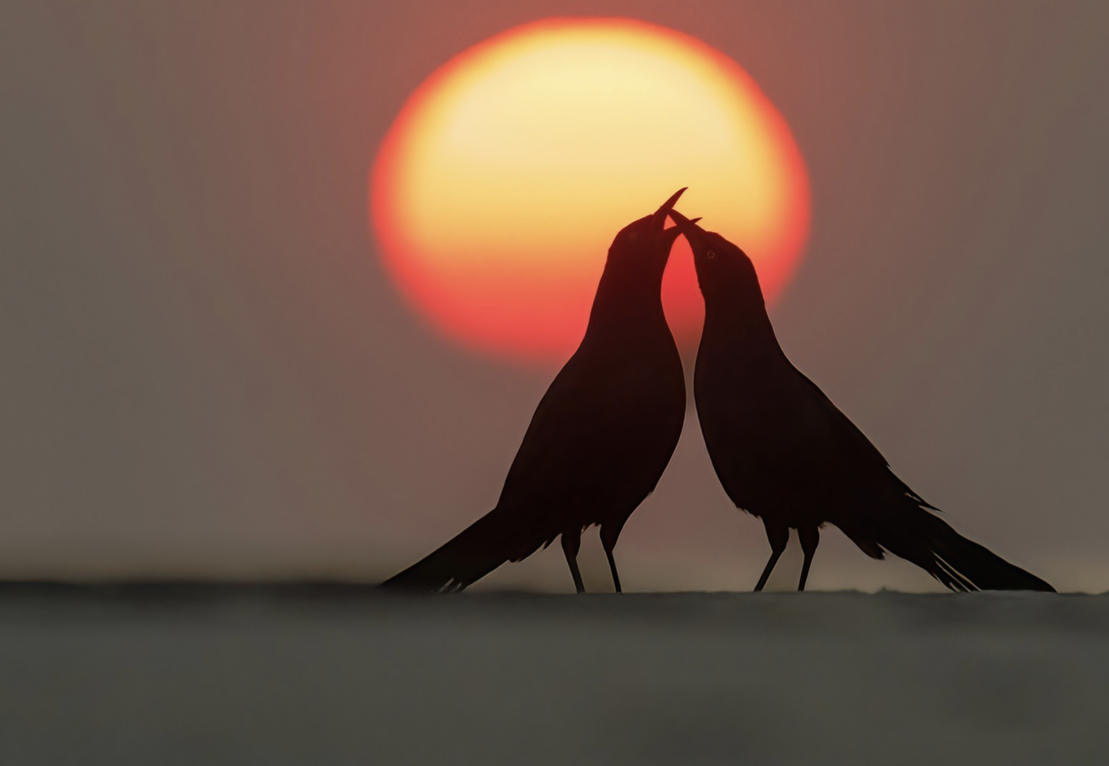 Boat-tailed Grackles sunrise - Hilton Head Island