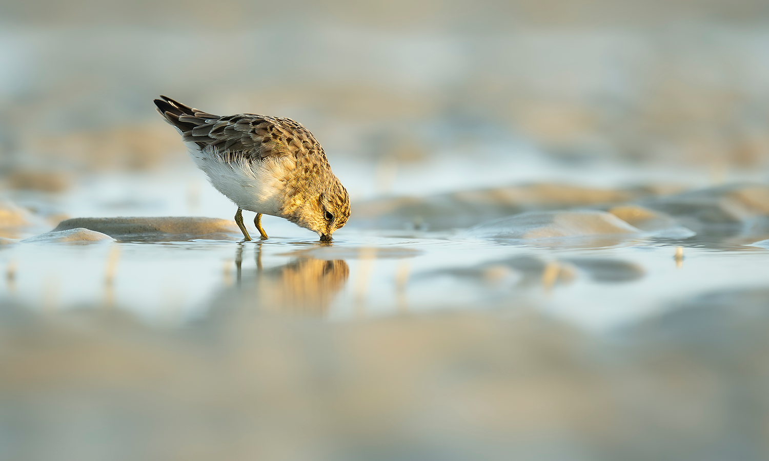 Pointe of the Season: Witnessing Fall Migration on Hilton Head Island