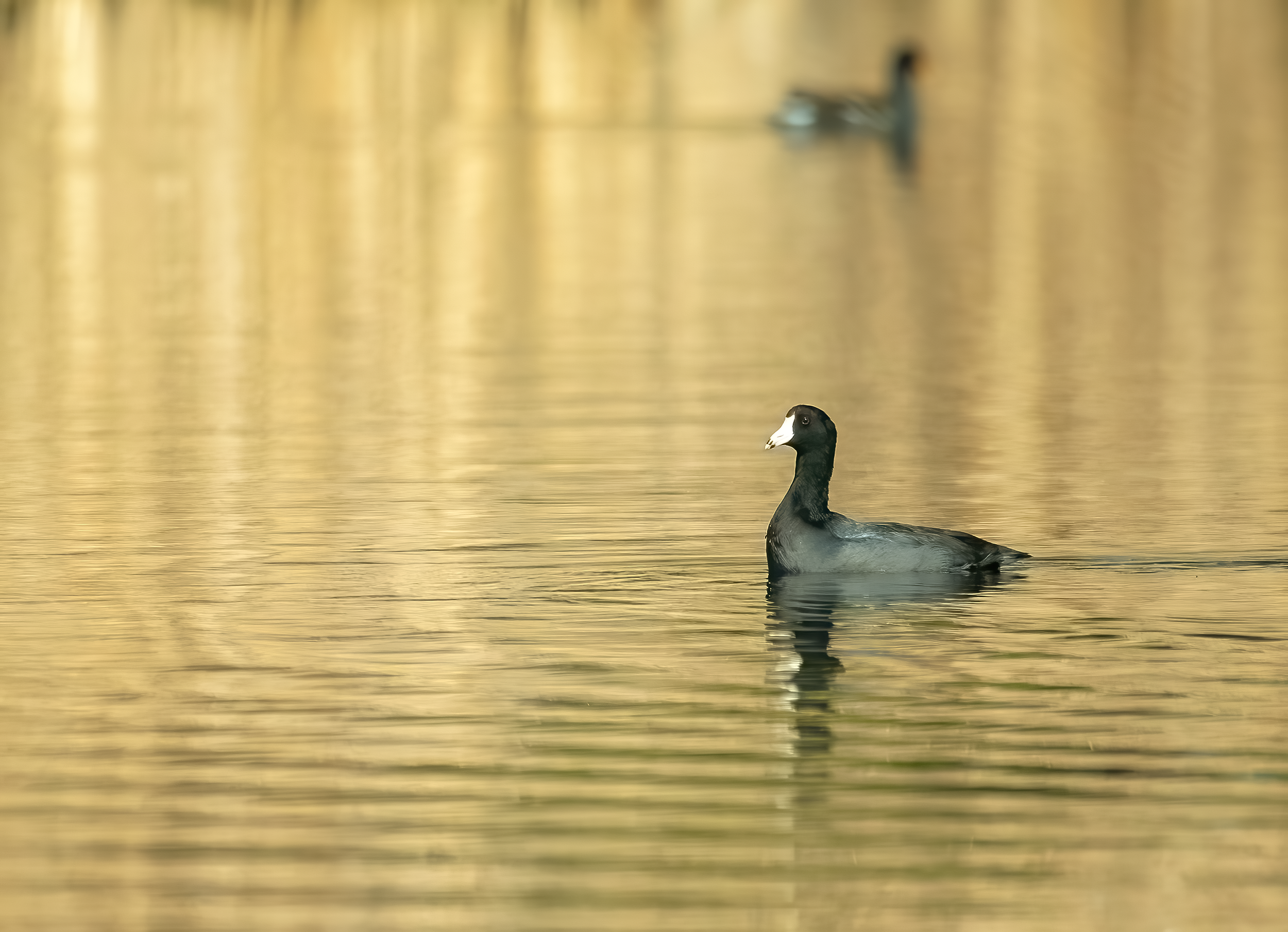 2025 Nov28 American Coot-DeNoiseAI-standard.png