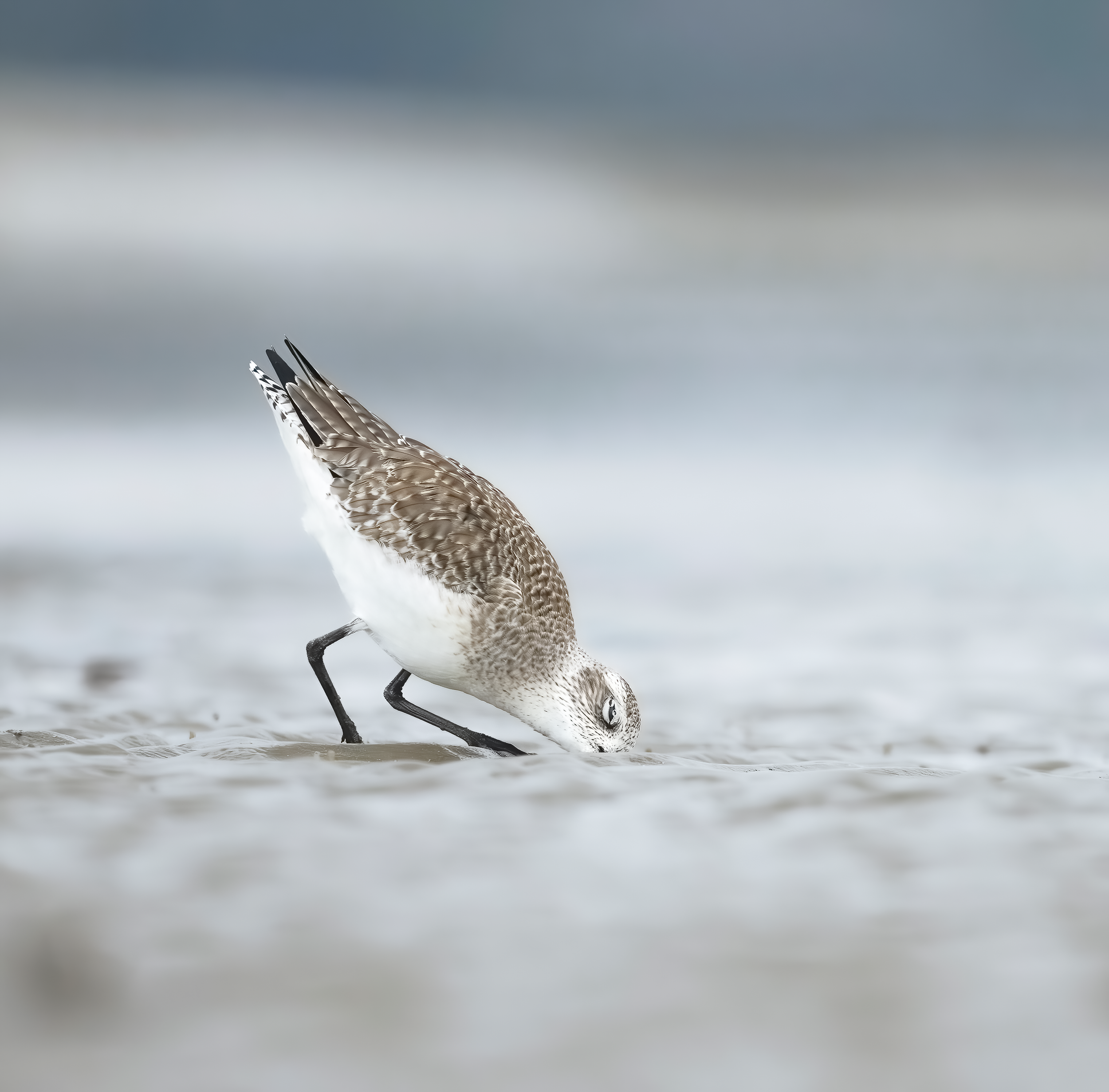 2025 Dec 4 Fish Haul  Blackbellied Plover 1-DeNoiseAI-standard.png