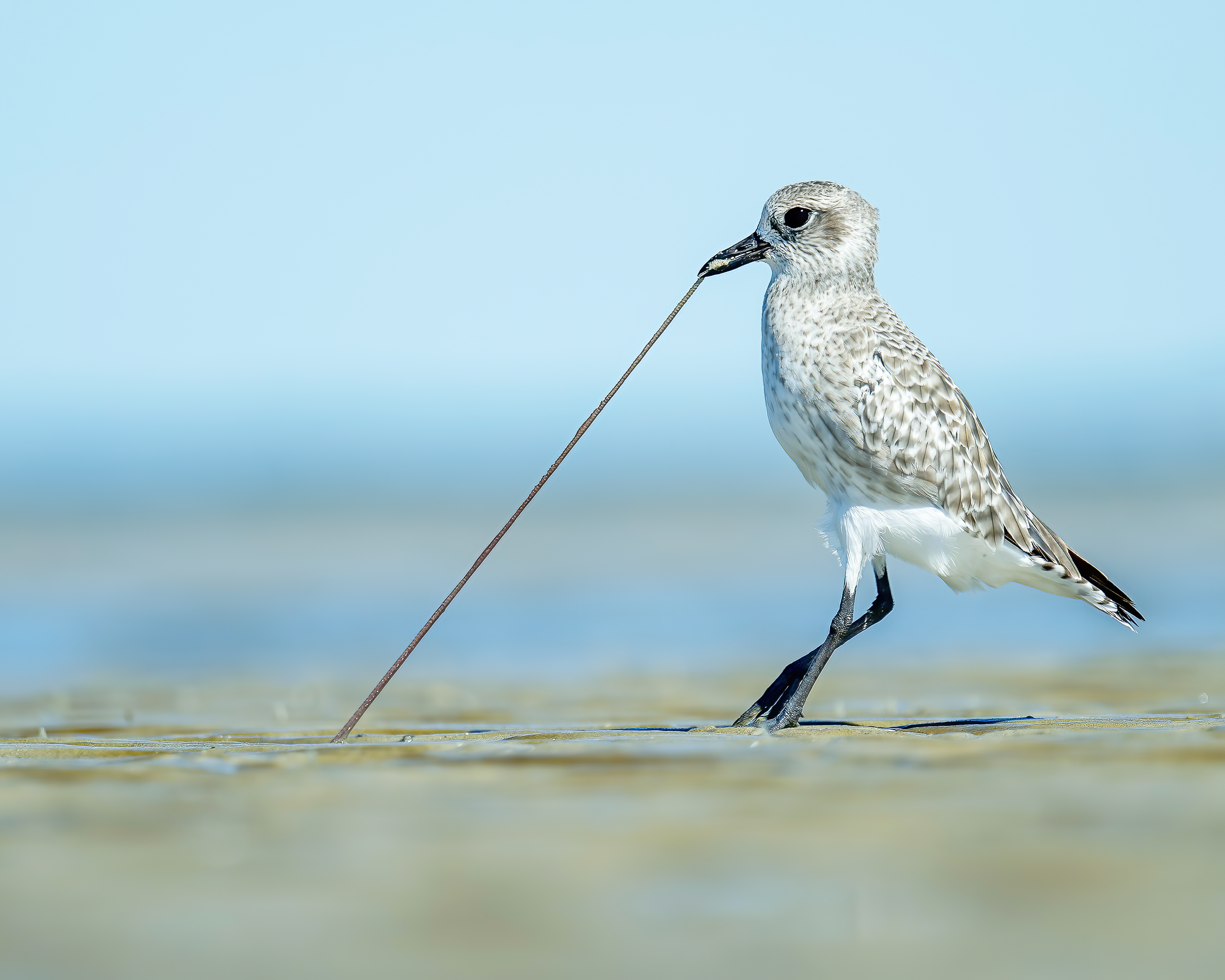 Black-bellied Plover