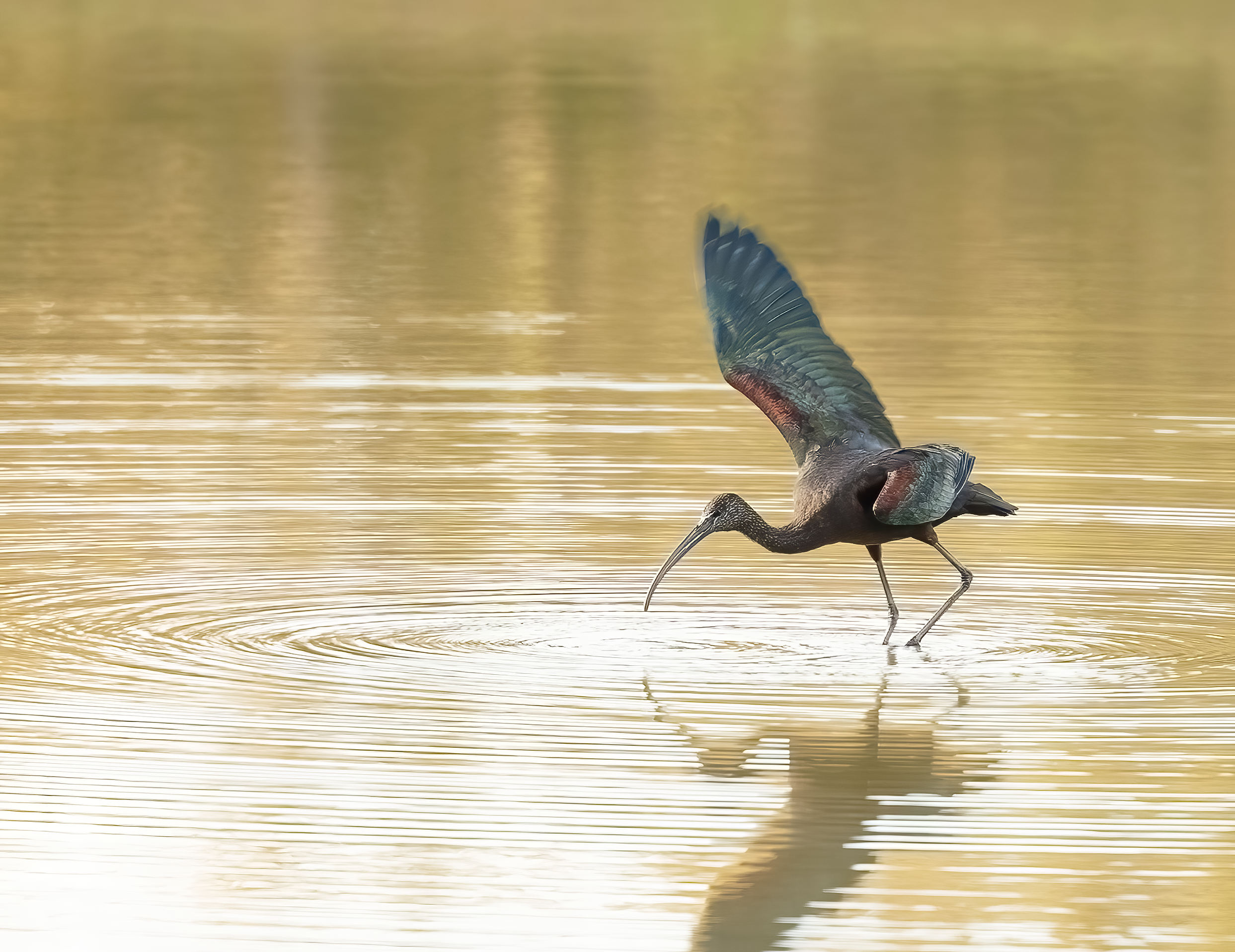 2025 Dec28 Florida Glossy  Ibis 2-DeNoiseAI-standard.png