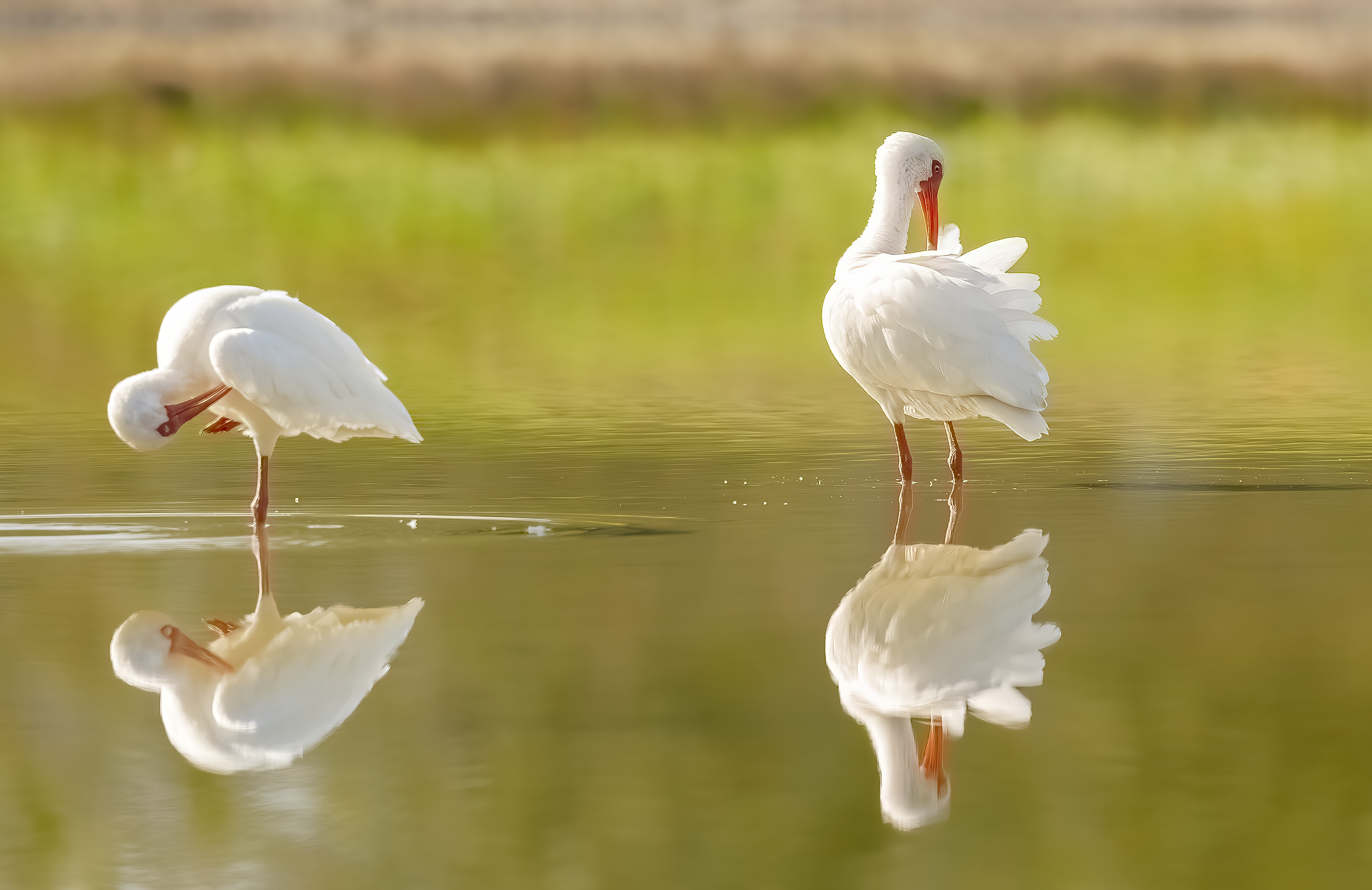2025 Dec28 Florida White Ibis 2-DeNoiseAI-standard.png