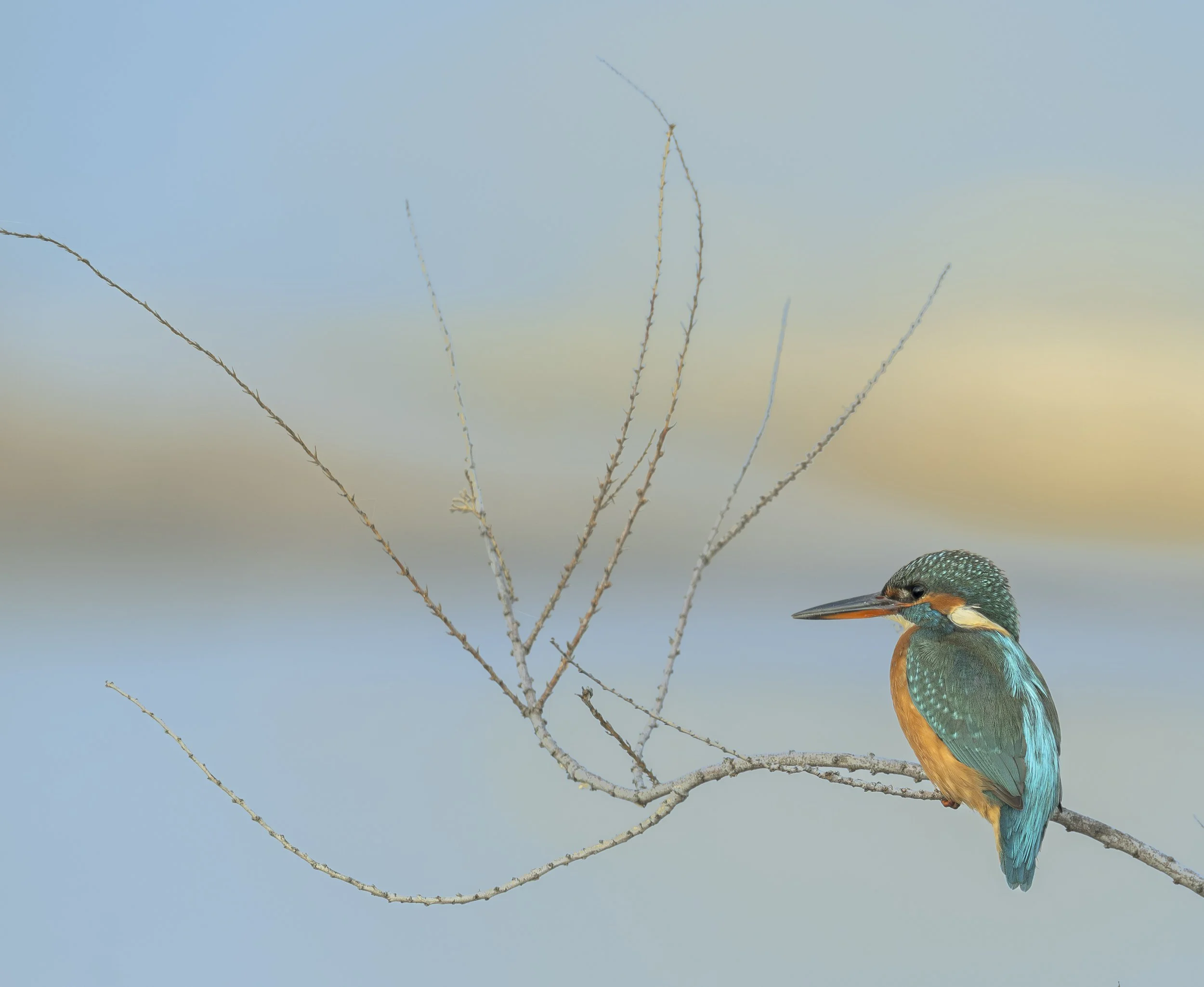 Common Kingfisher  Kalochori Wetland Thessaloniki Greece