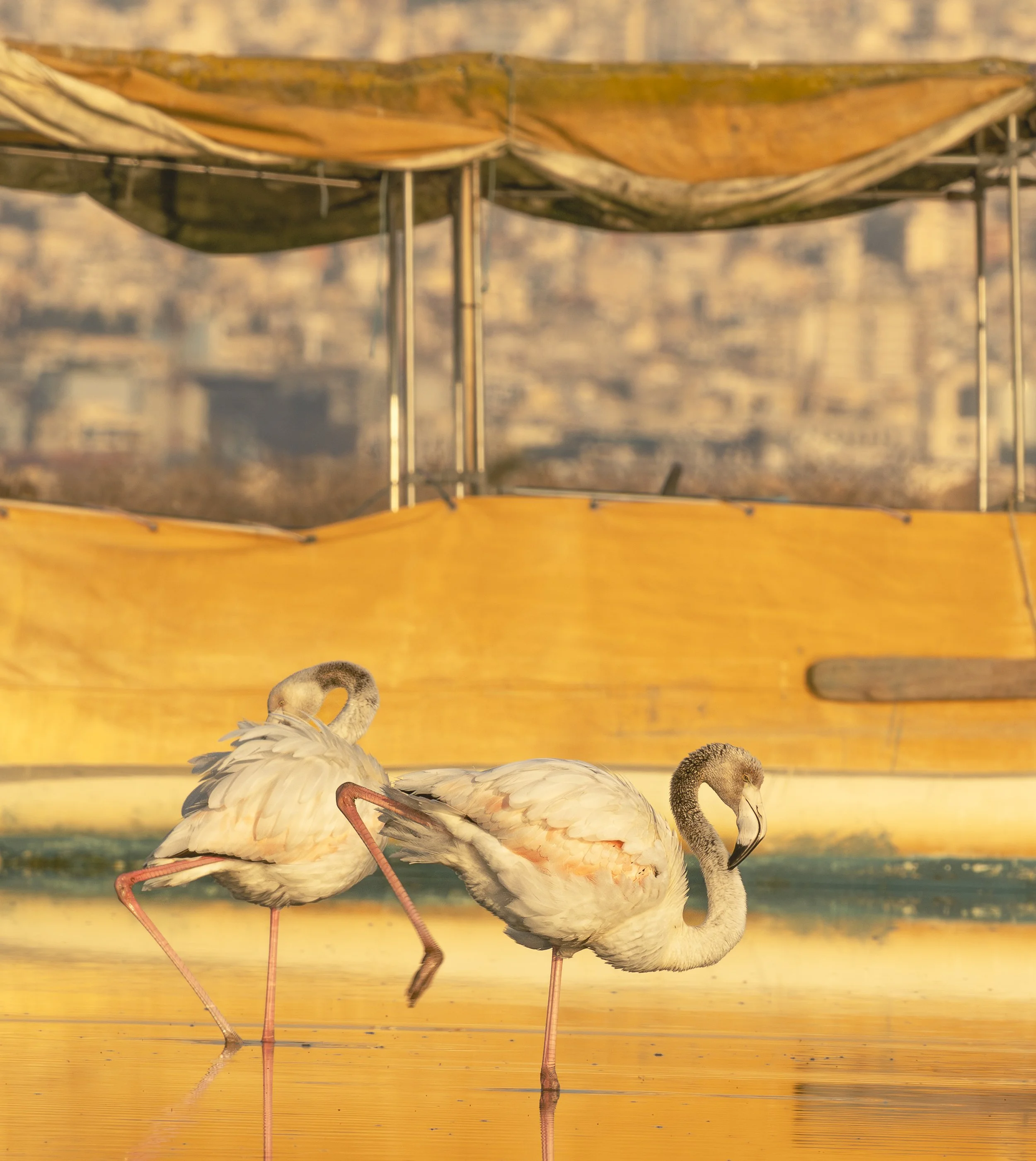 Two Greater Flamingo Kalochori Wetland Thessaloniki Greece
