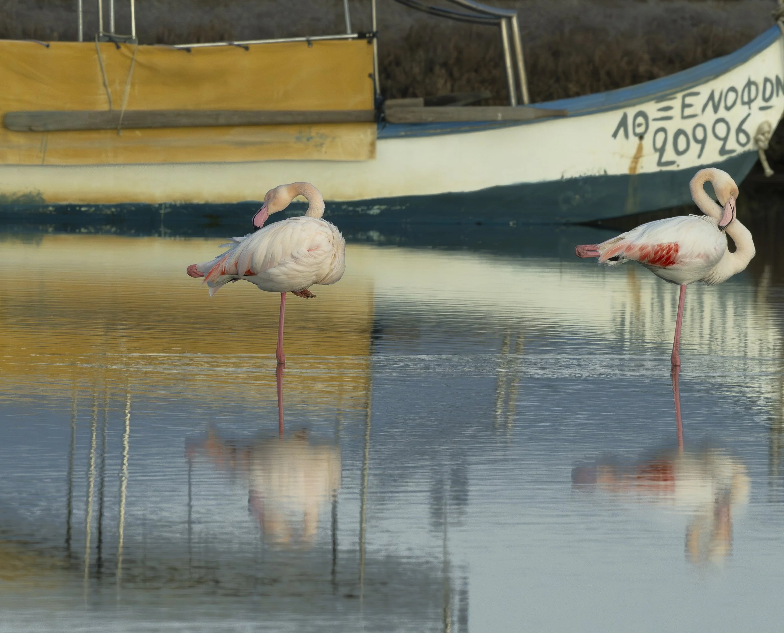 Two Greater Flamingo Kalochori Wetland Thessaloniki Greece