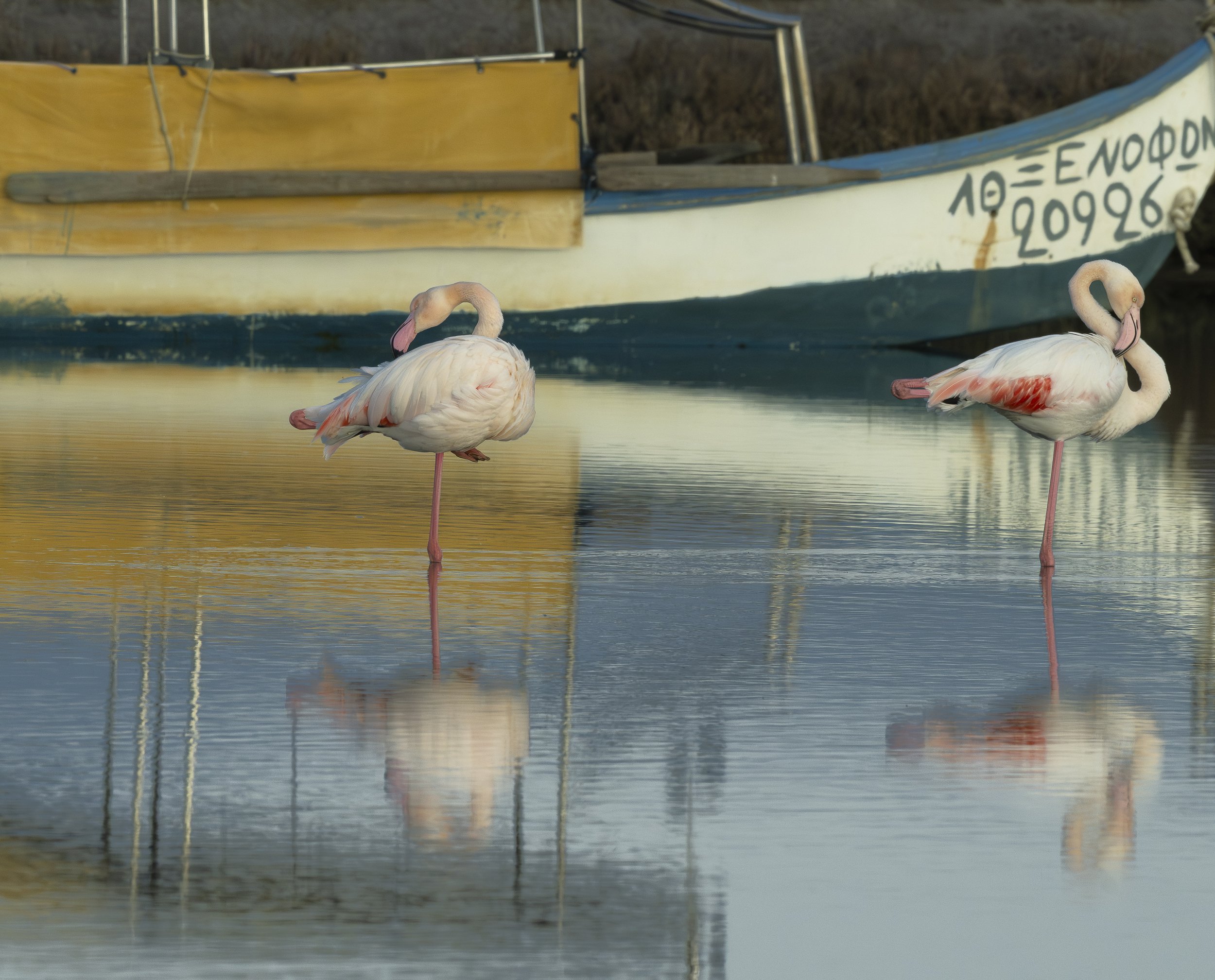 Birding Northern Greece: Thessaloniki to the Kalochori Wetlands
