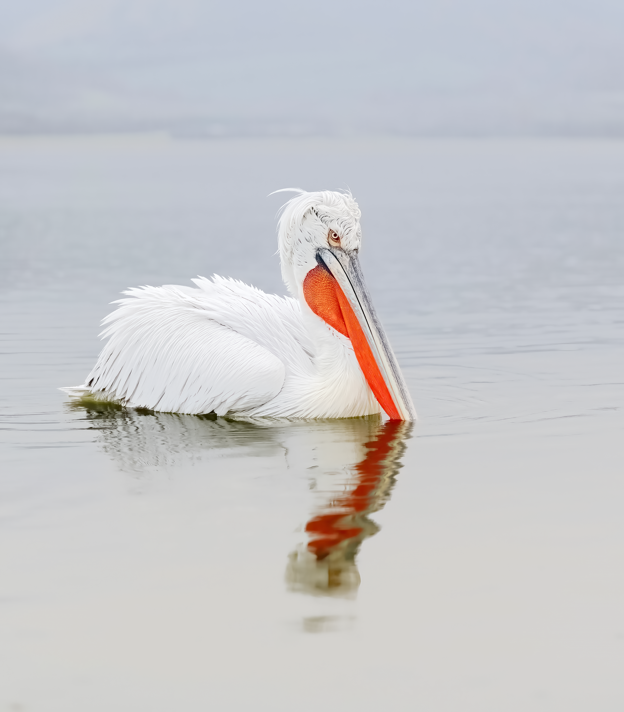Birding Northern Greece: Lake Kerkini and the Dalmatian Pelicans