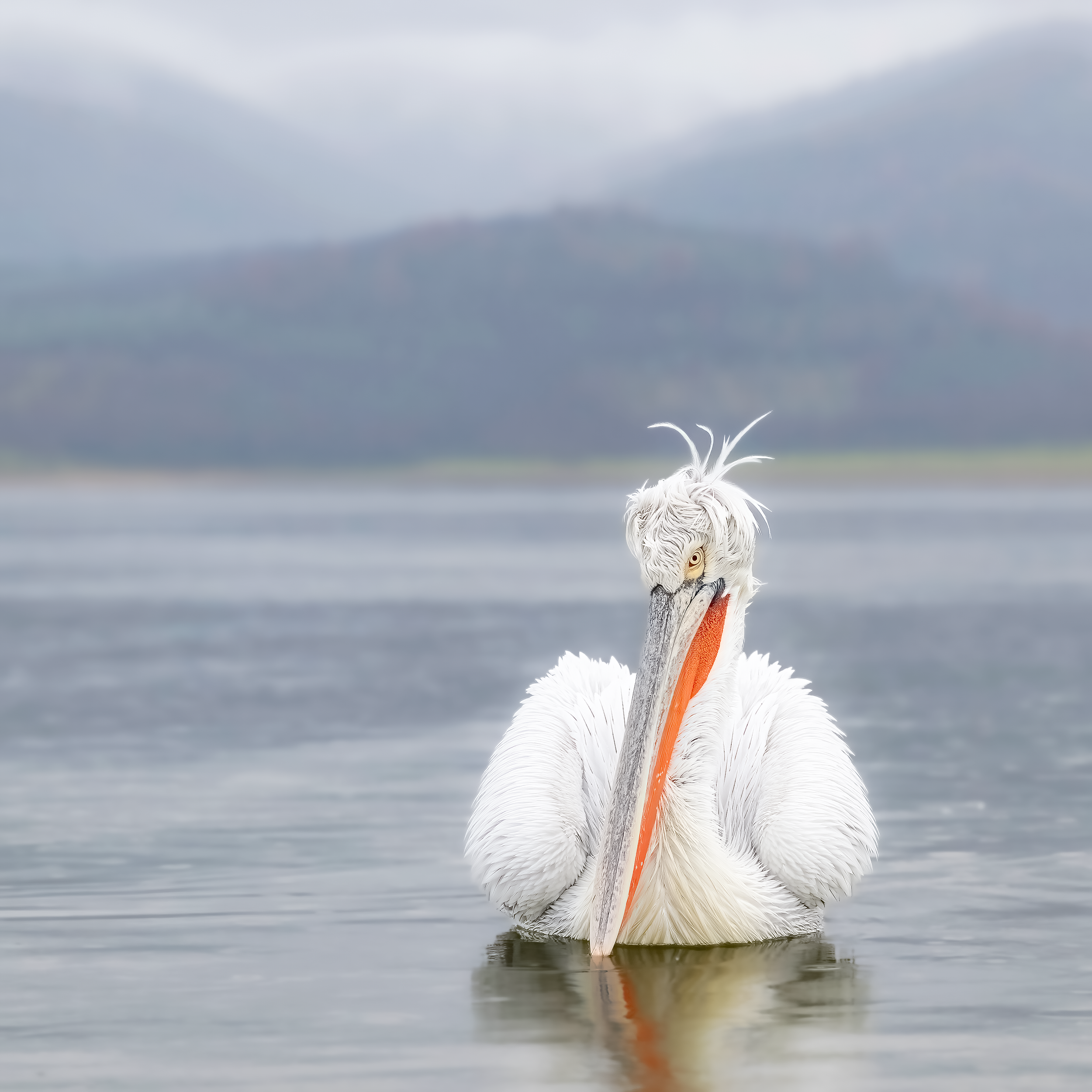 Lake Kerkini Dalmatian Pelican in Greece