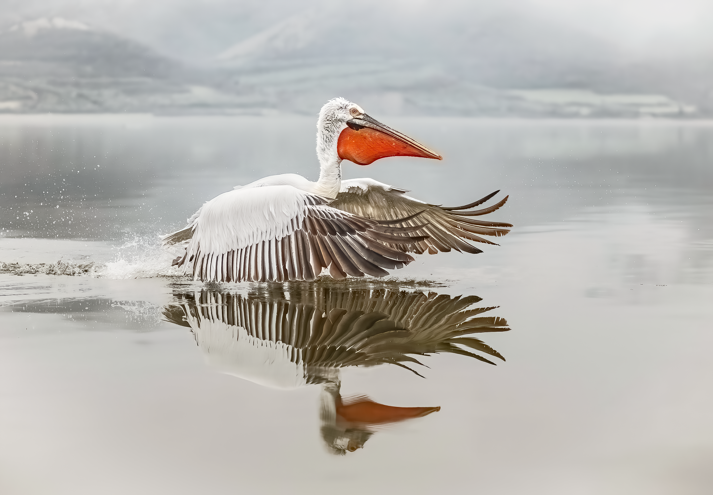 Adult Dalmatian Pelican land on Lake Kerkini in Northern Greece