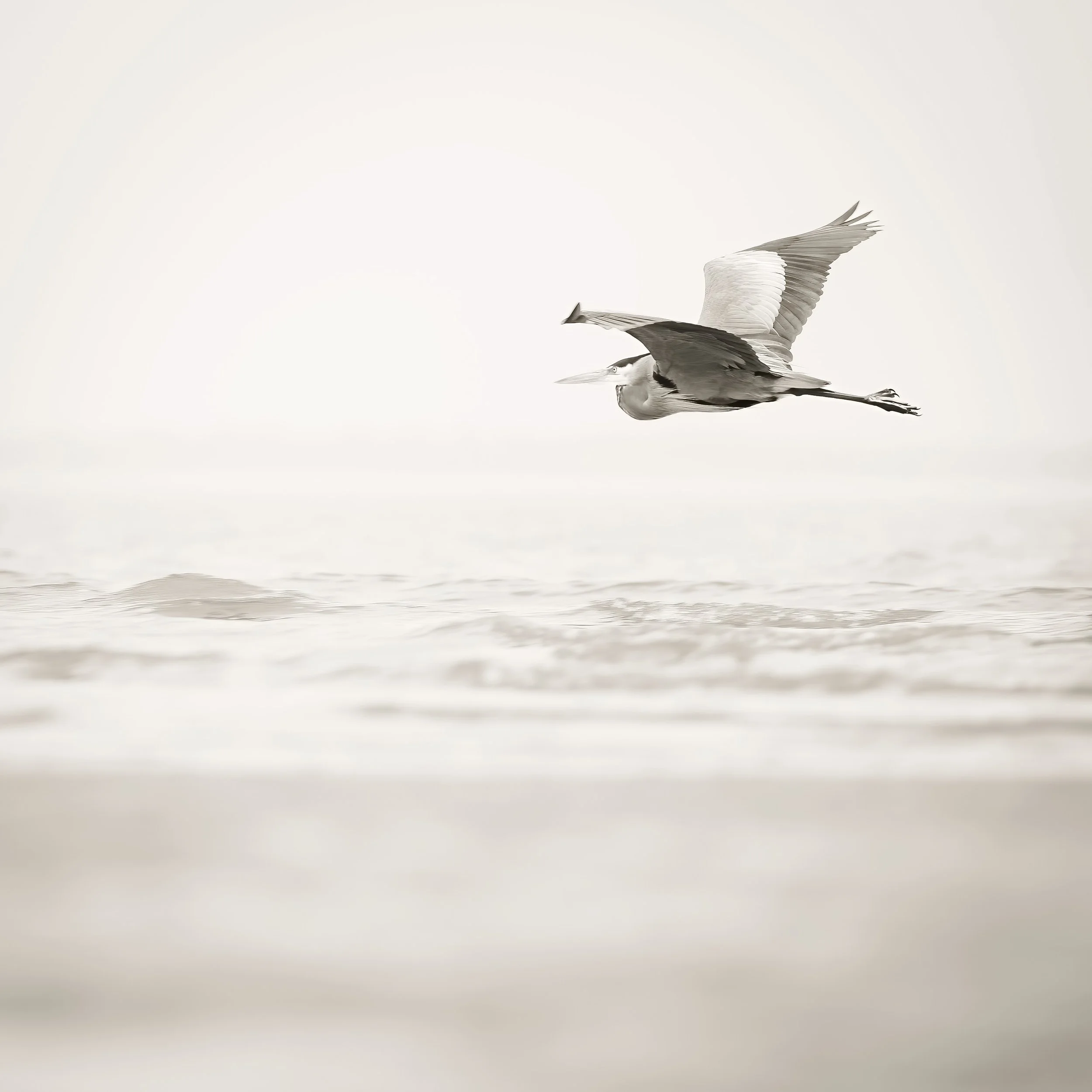 Wabi-Sabi: Photographing Impermanence in the Lowcountry