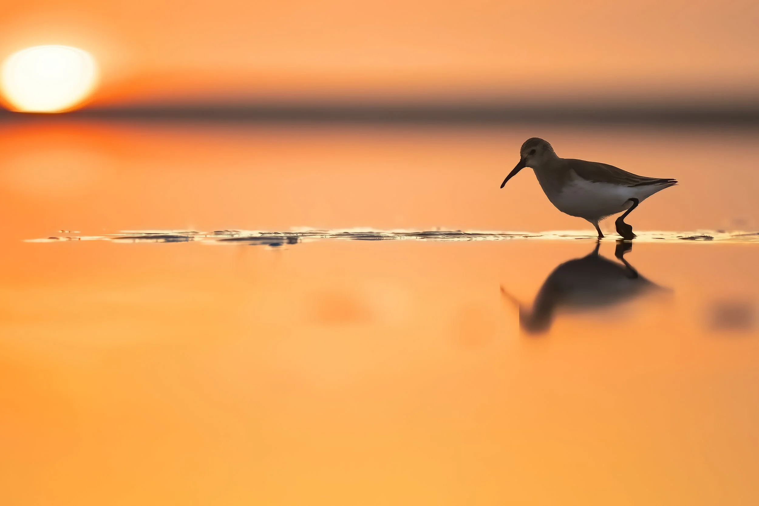 What to Wear Birding in the Lowcountry: A Hilton Head Guide’s Practical Clothing Checklist for Heat, Bugs, and Pluff Mud