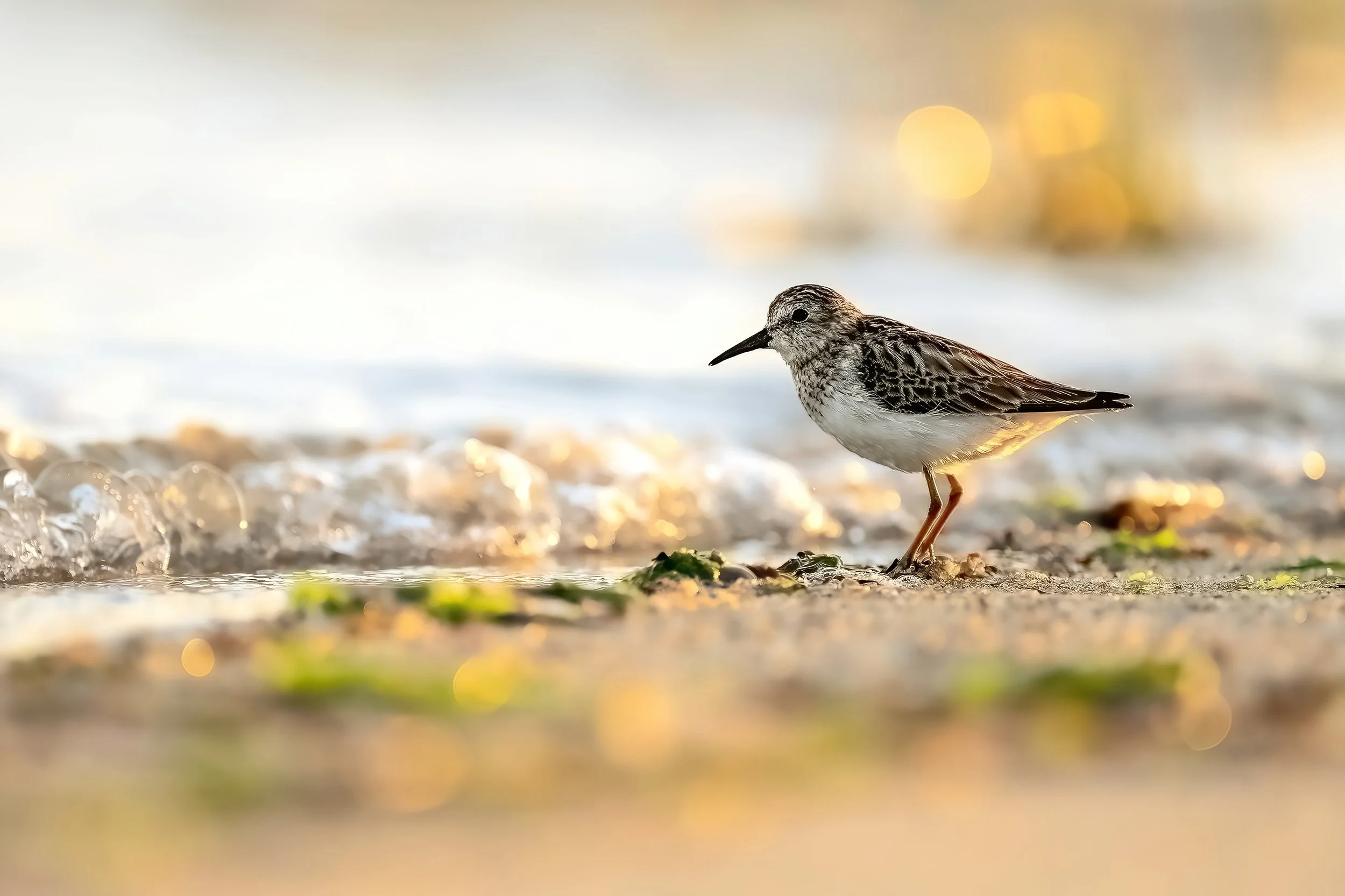 2026 March20 Fish Haul Least Sandpiper 1-DeNoiseAI-standard.jpg