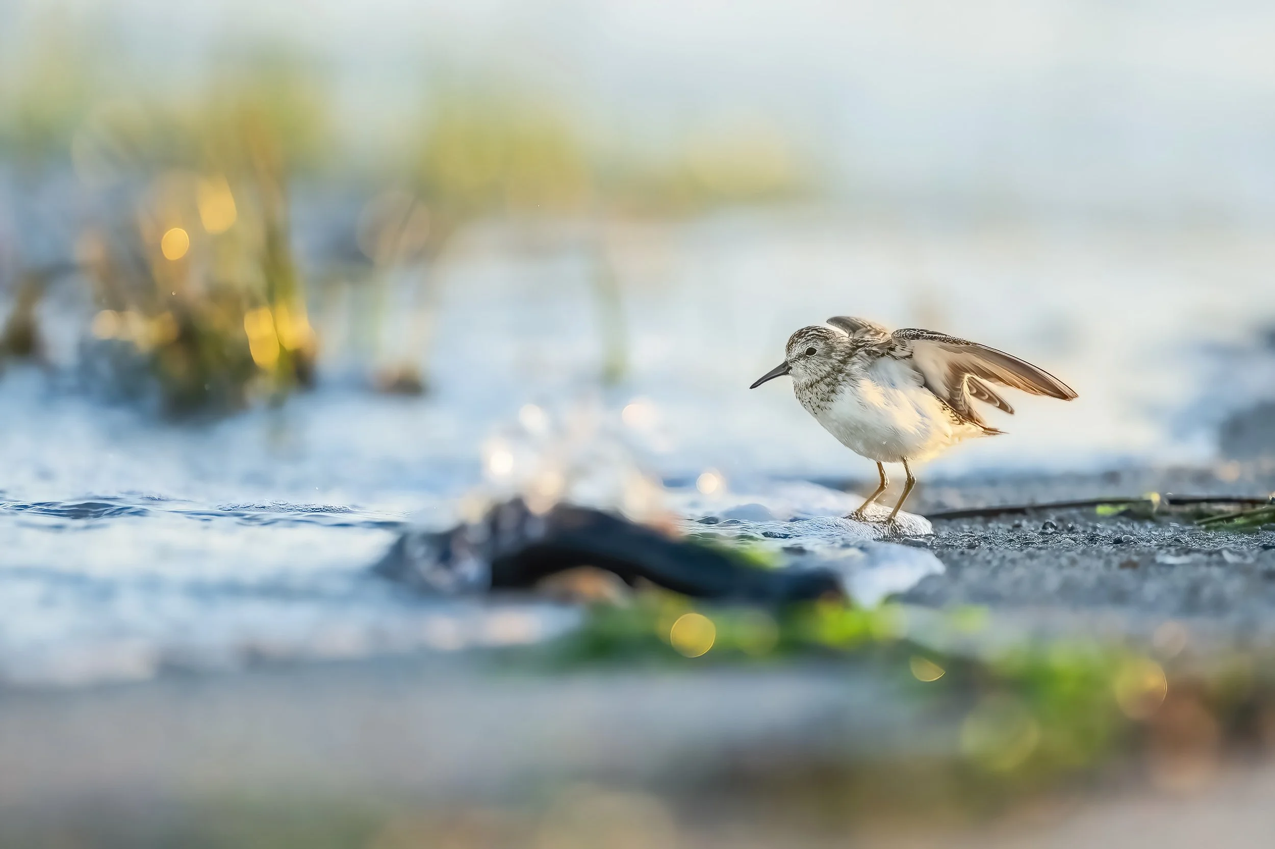 2026 March20 Fish Haul Least Sandpiper 3-DeNoiseAI-standard.jpg