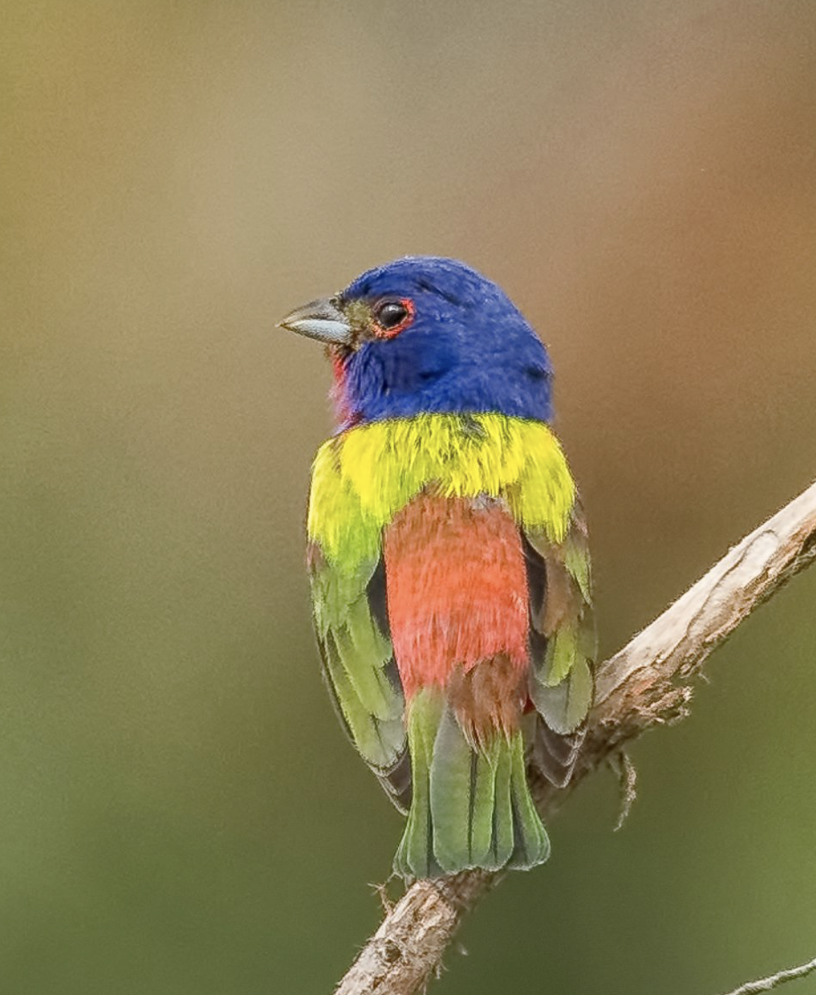 Painted Bunting South Carolina: Season, Spots, and Field Notes from the Lowcountry