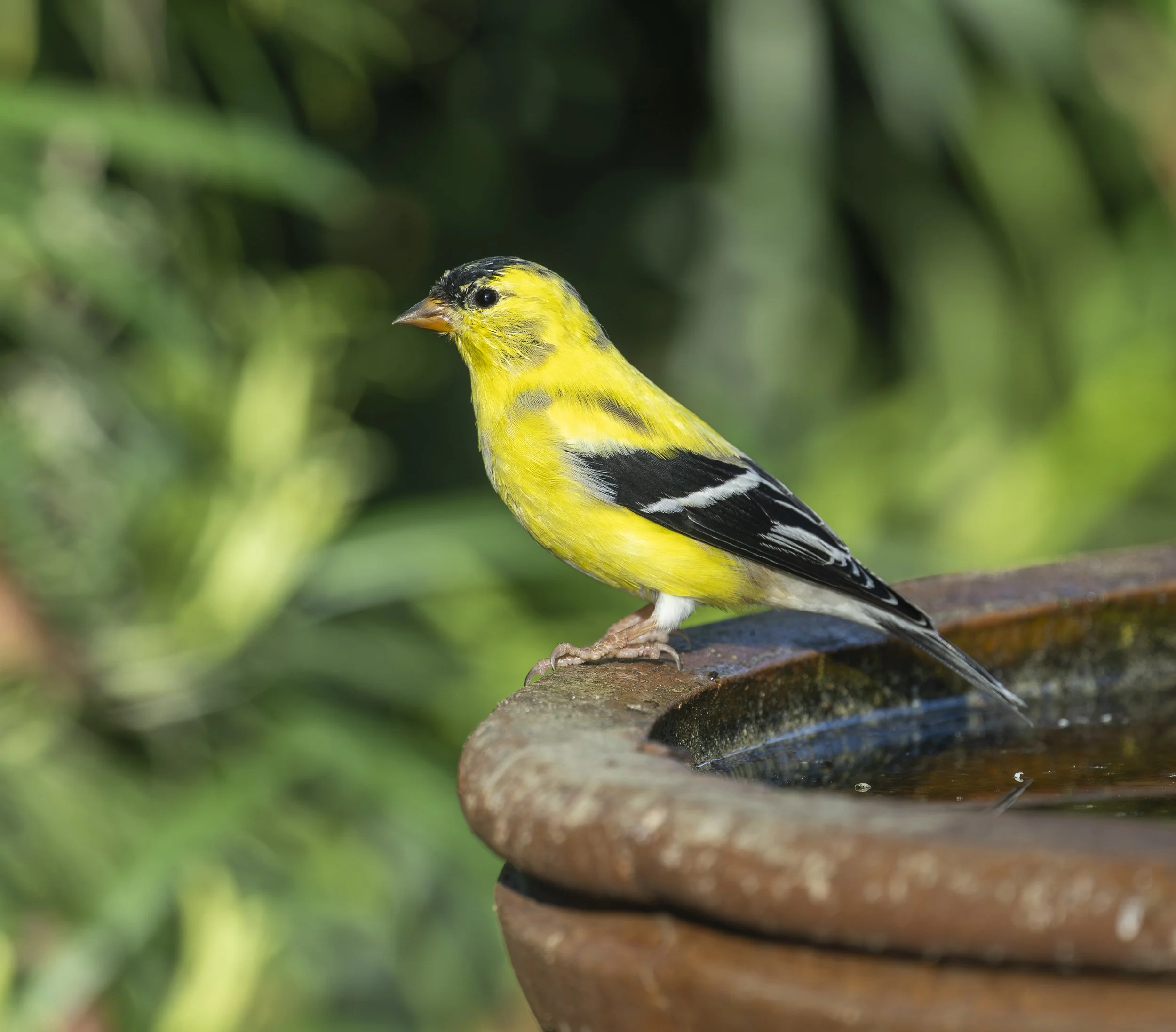 Birding for Beginners: A Practical Guide to Getting Started (and Actually Seeing More Birds)