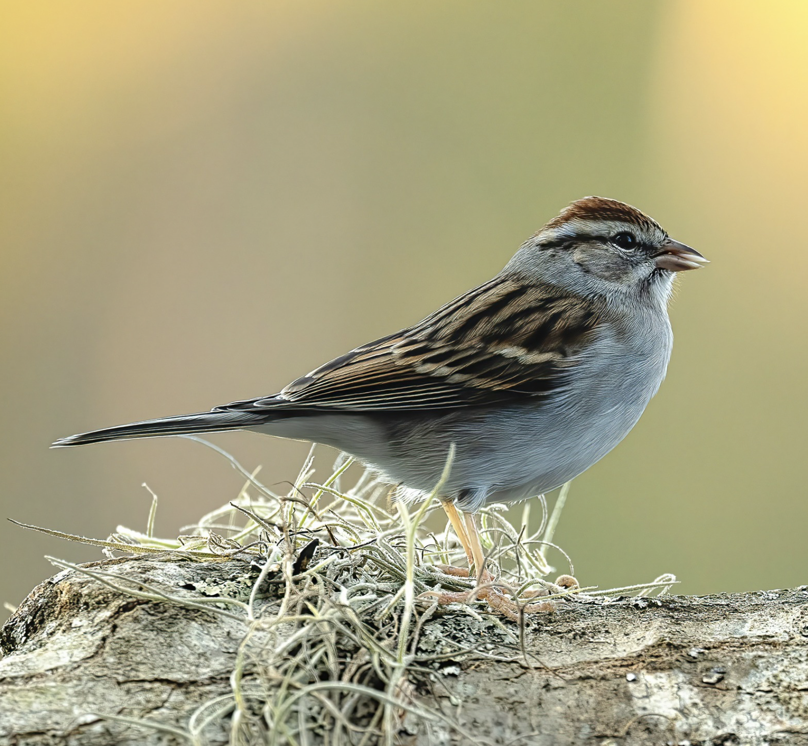 Screenshot 2026-04-04 at 10.02.51 PM.png