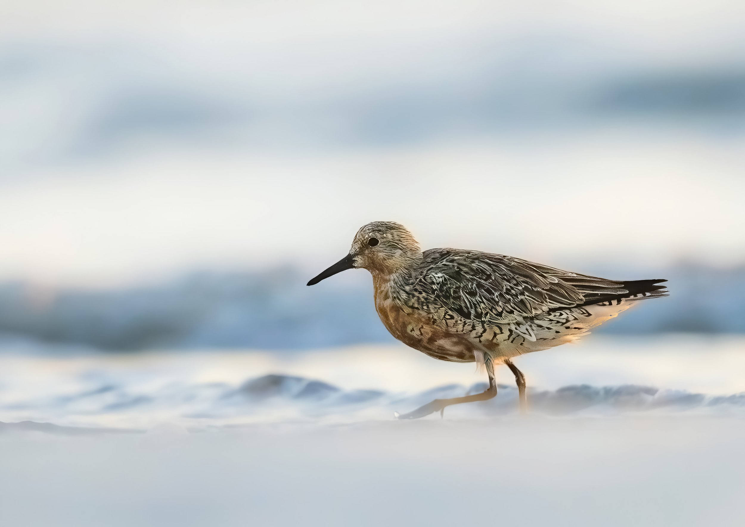 Meet the Orange-Alert Shorebirds of Hilton Head Island Part 2: Red Knot (A Species at a Tipping Point)