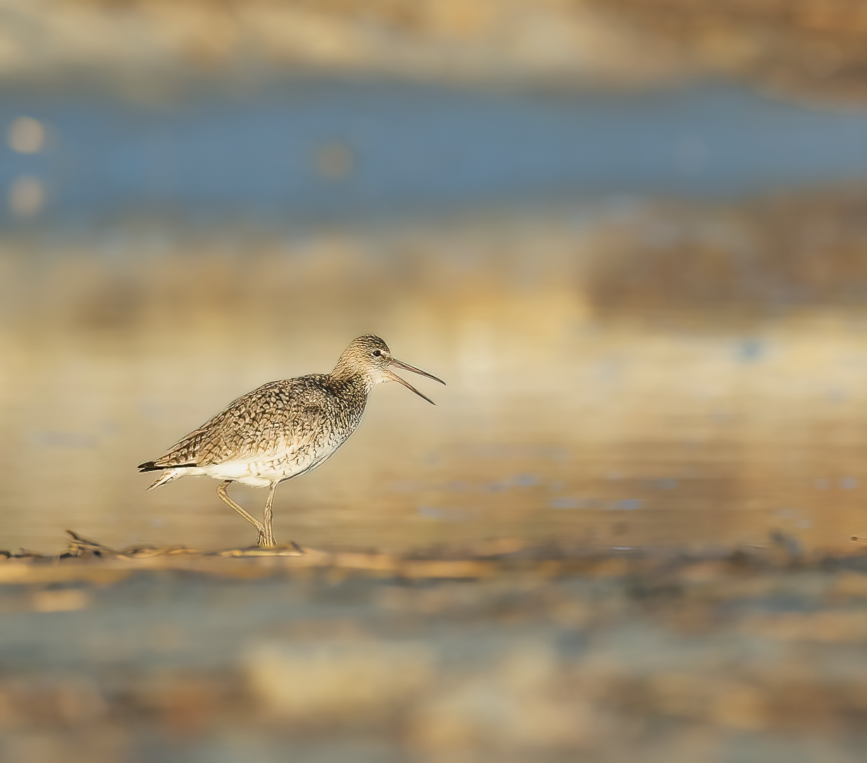 Read the Bird: Using the Shoreline to Frame Shorebirds