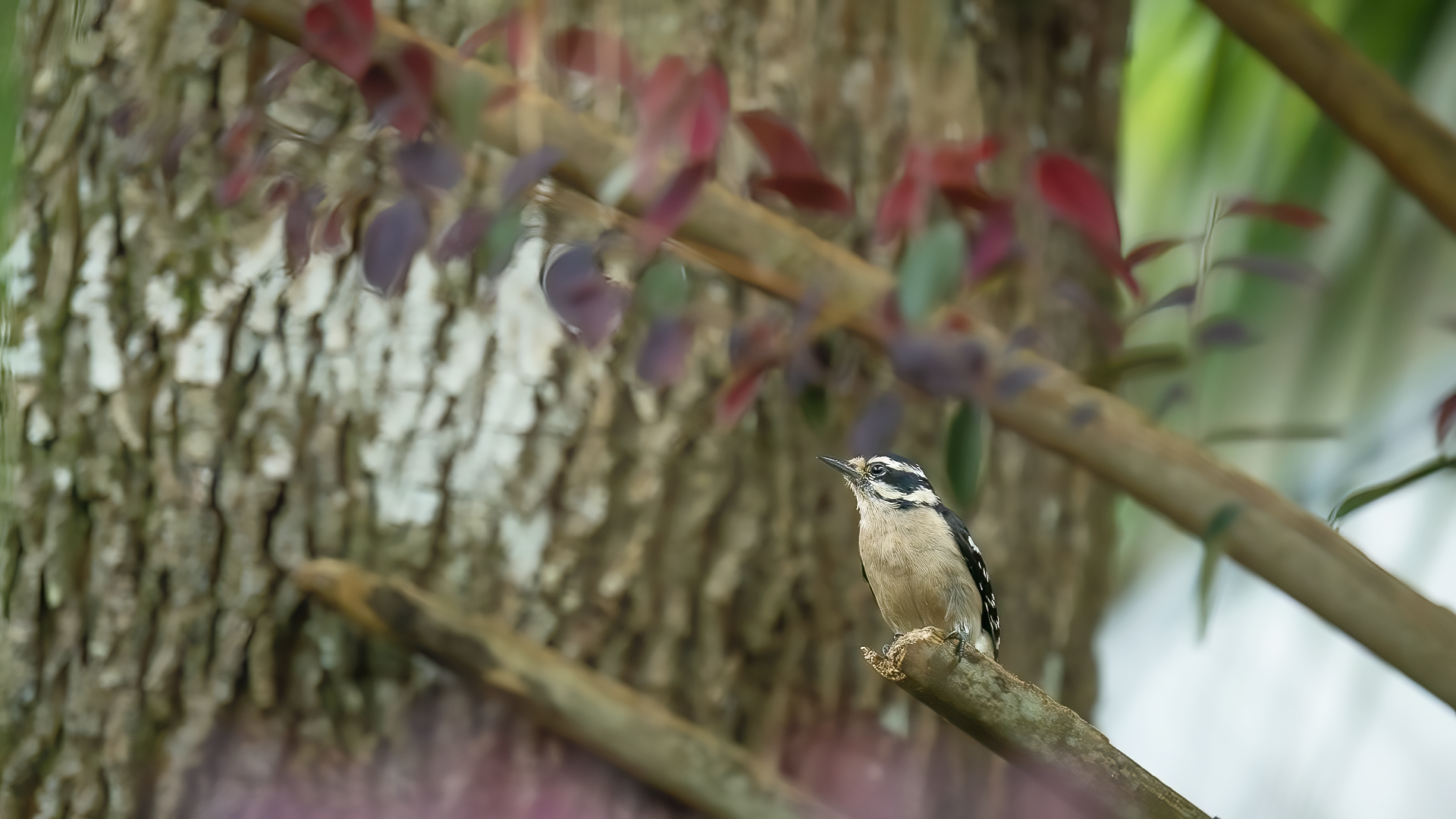 Earth Day in the Backyard: Letting the Wild Feed the Birds