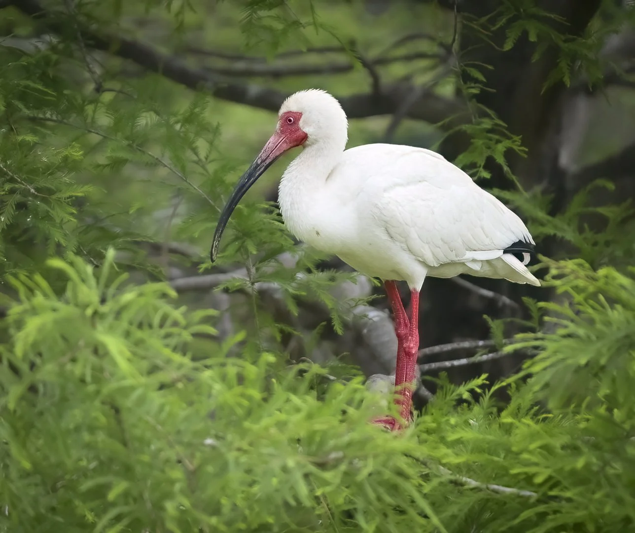 White Ibis at Ibis Pond: Breeding Season at Pinckney Island