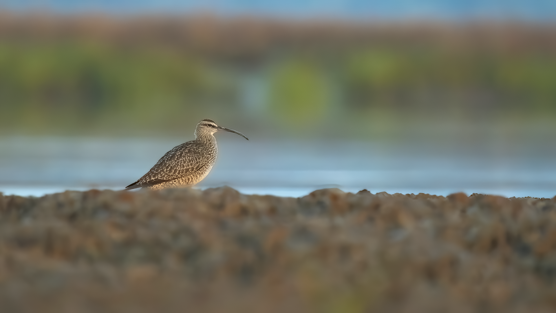 Following the Tide: Whimbrels, Monkey Island, and Spring Migration in the ACE Basin