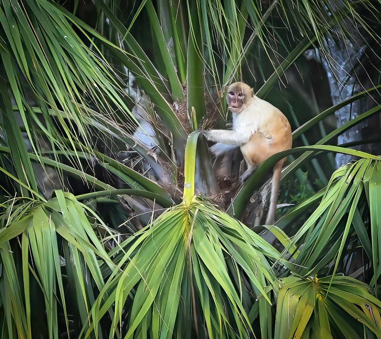 2026 April Morgan Island Monkey 1-DeNoiseAI-standard.png
