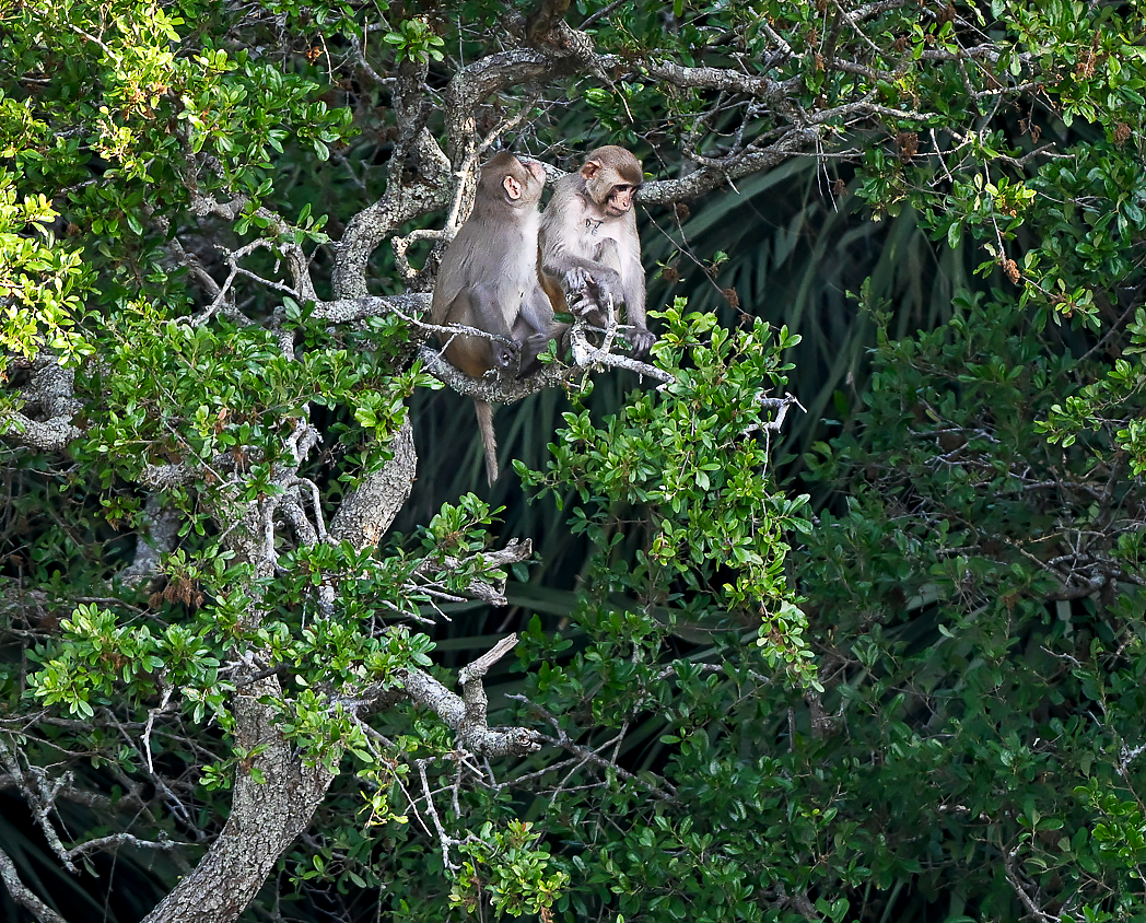 2026 April Morgan Island Monkey 2.png