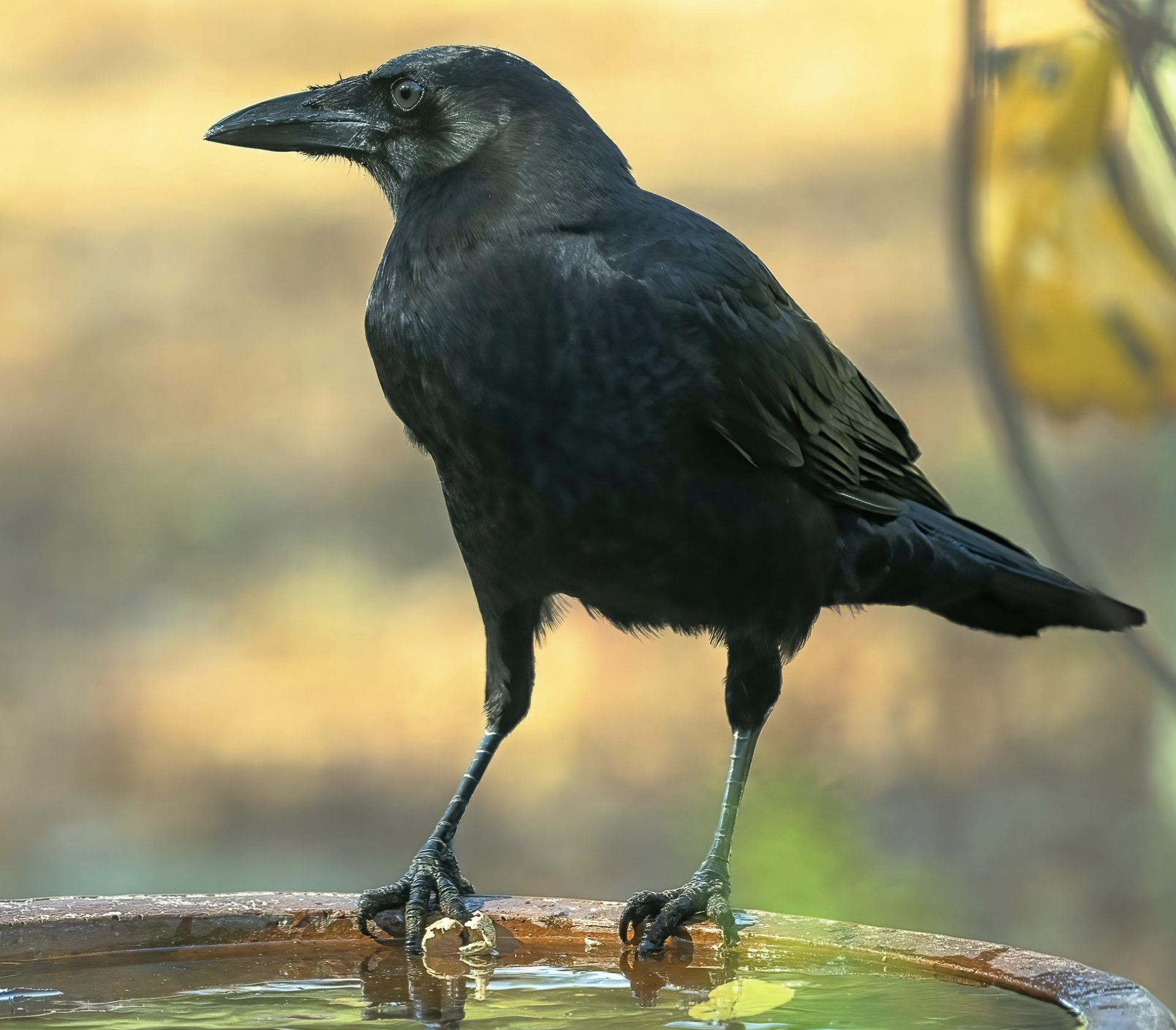 My Mother and the Crows