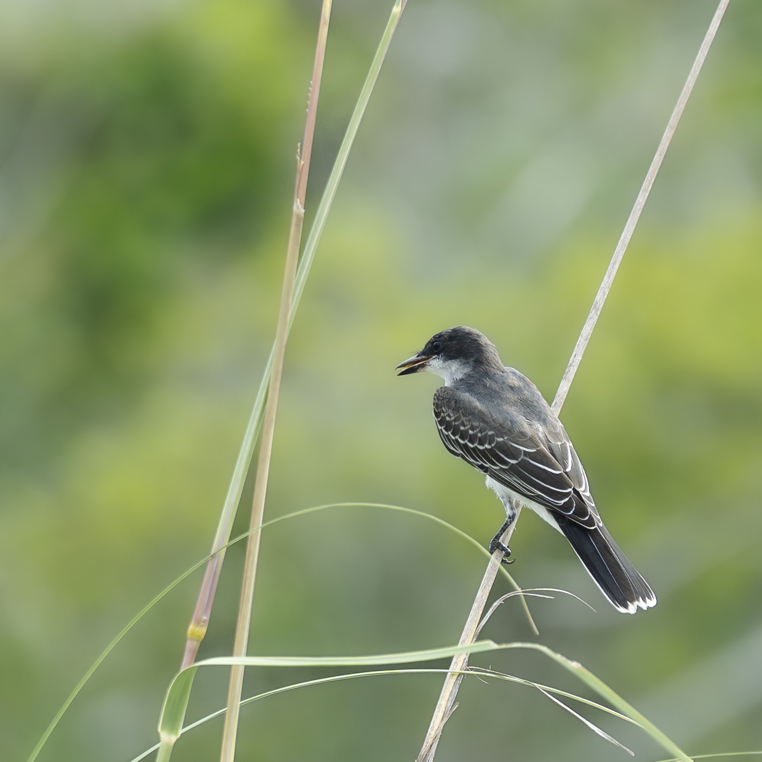 Eastern Kingbird perched in the marsh Hilton Head Island