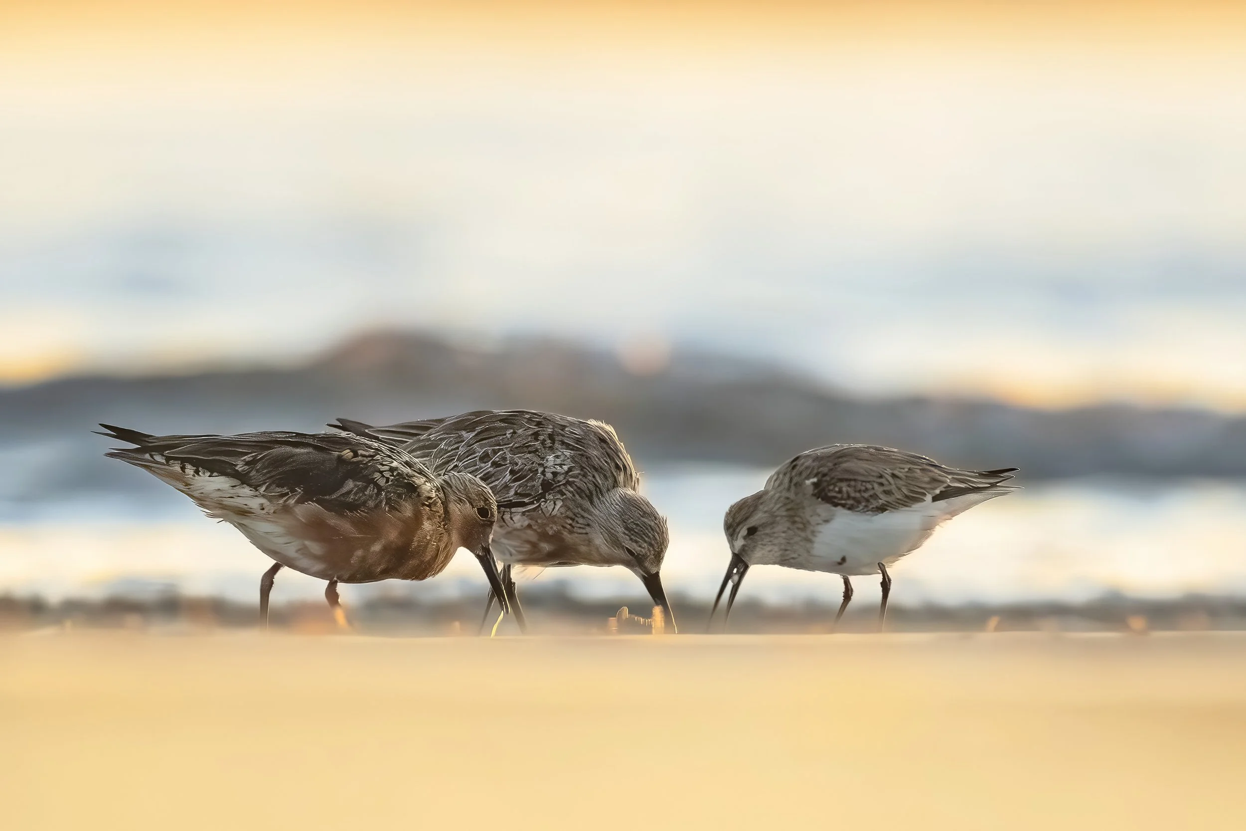 Red Knots and a Dunlin feeding on the shoreline of Hilton Head Island